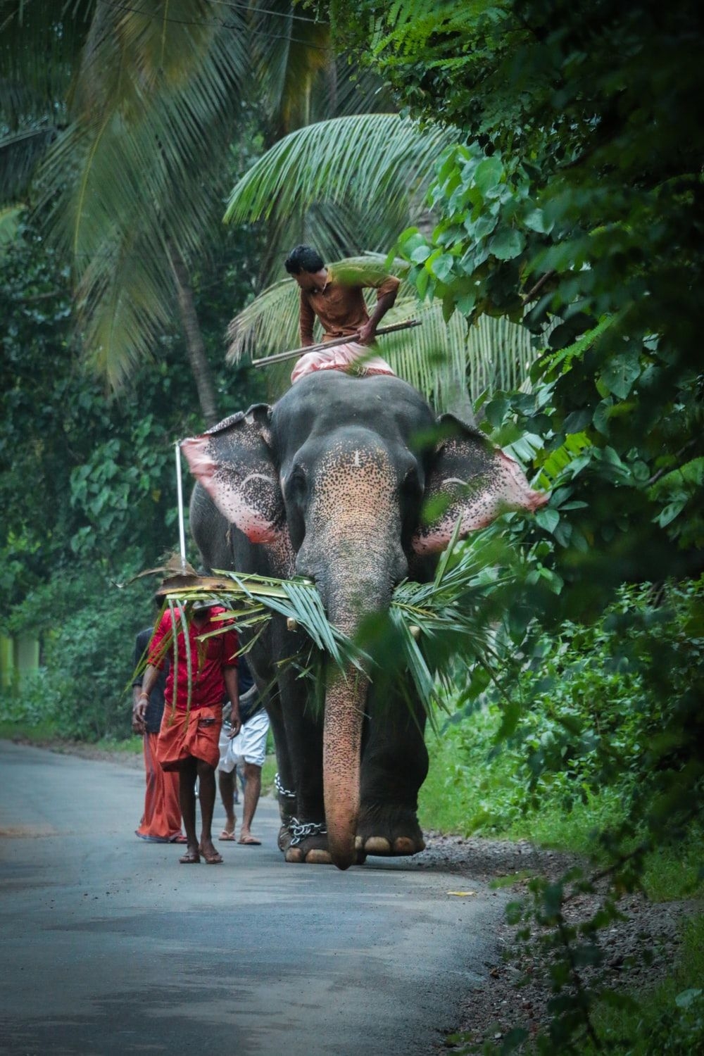 1000x1500 Kerala Elephant Picture. Download Free Image, Phone