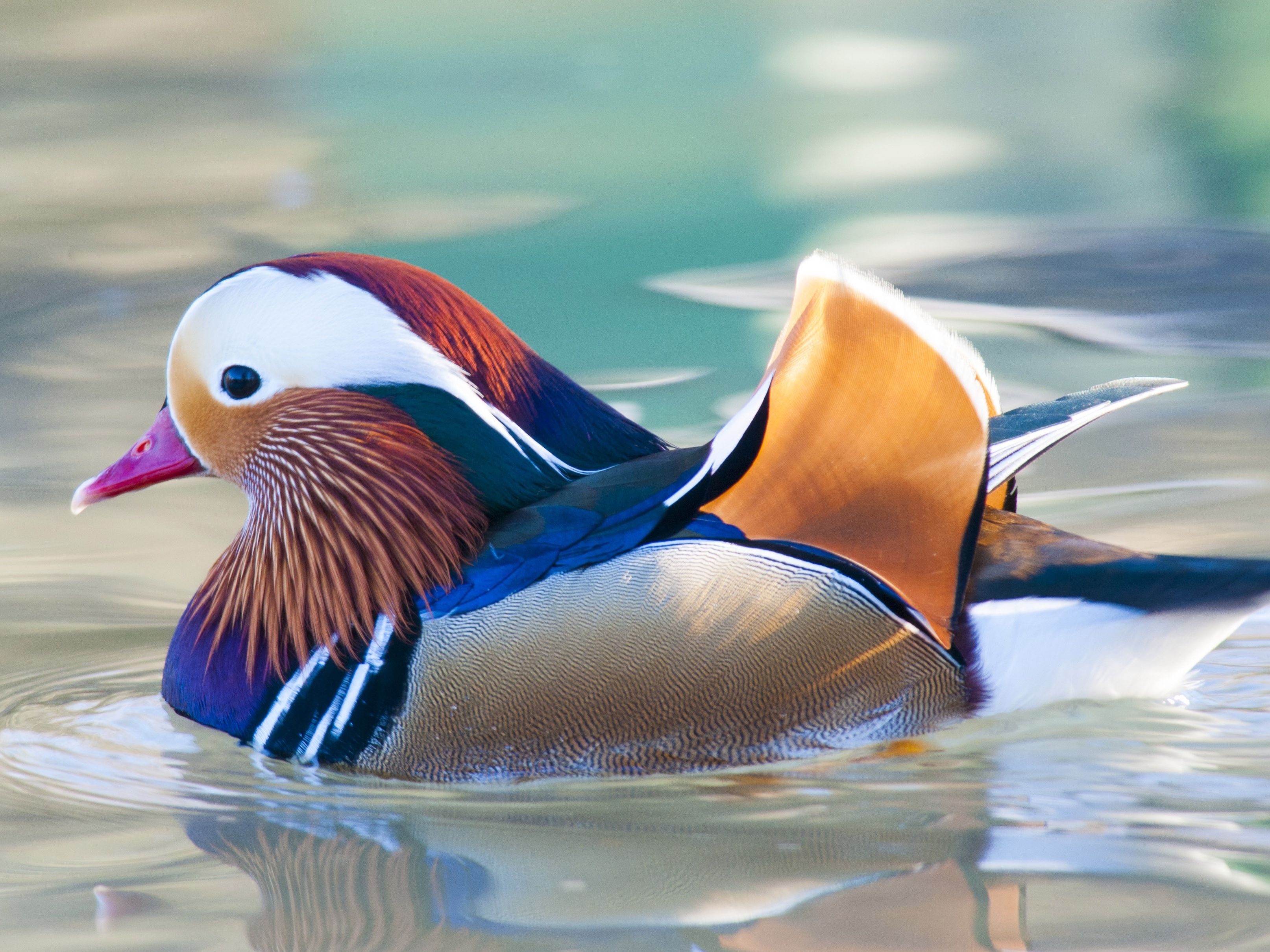 3230x2420 Colorful Facts About Mandarin Ducks, Desktop