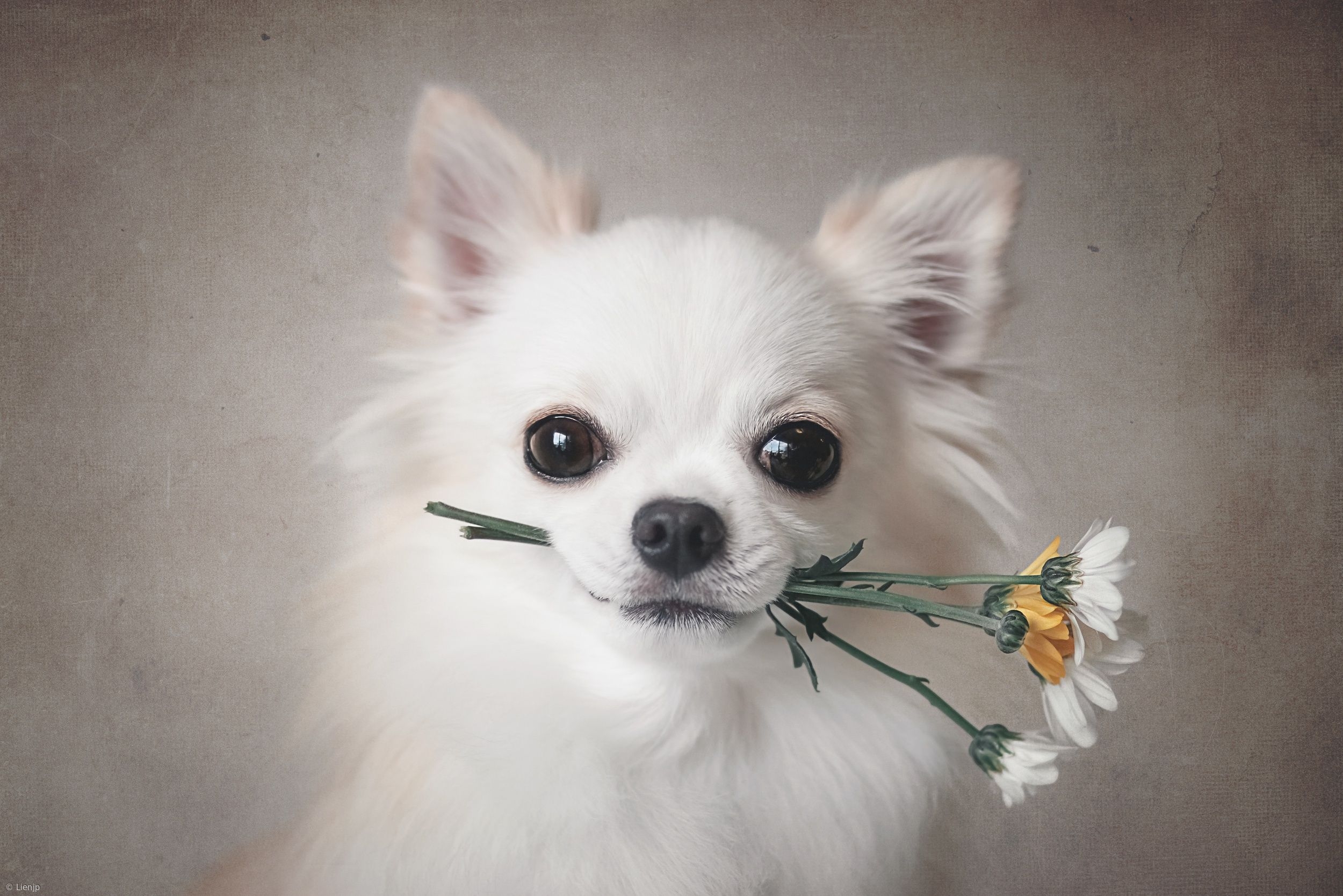 2500x1670 White Chihuahua with Flowers HD Wallpaper. Background Image, Desktop