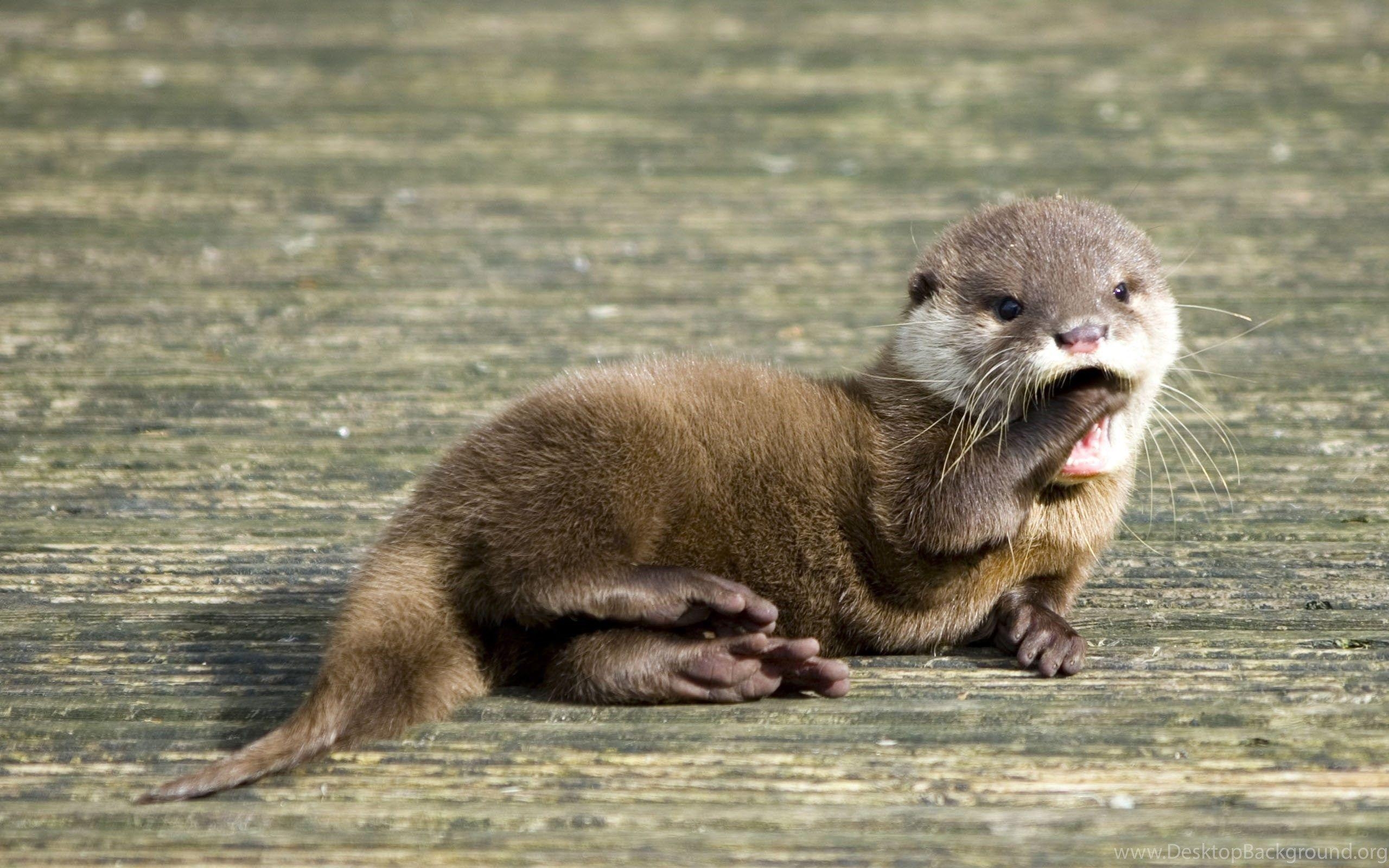 2560x1600 Cute Sea Otter Wallpaper. Desktop Background, Desktop