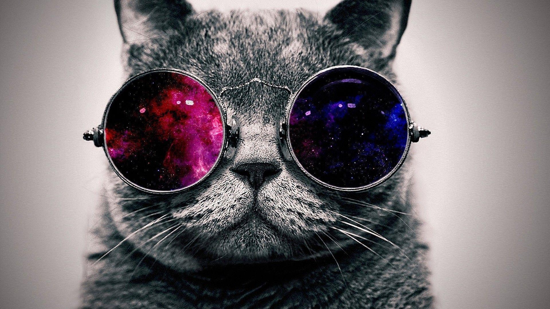 1920x1080 cool cat wallpaper, Desktop