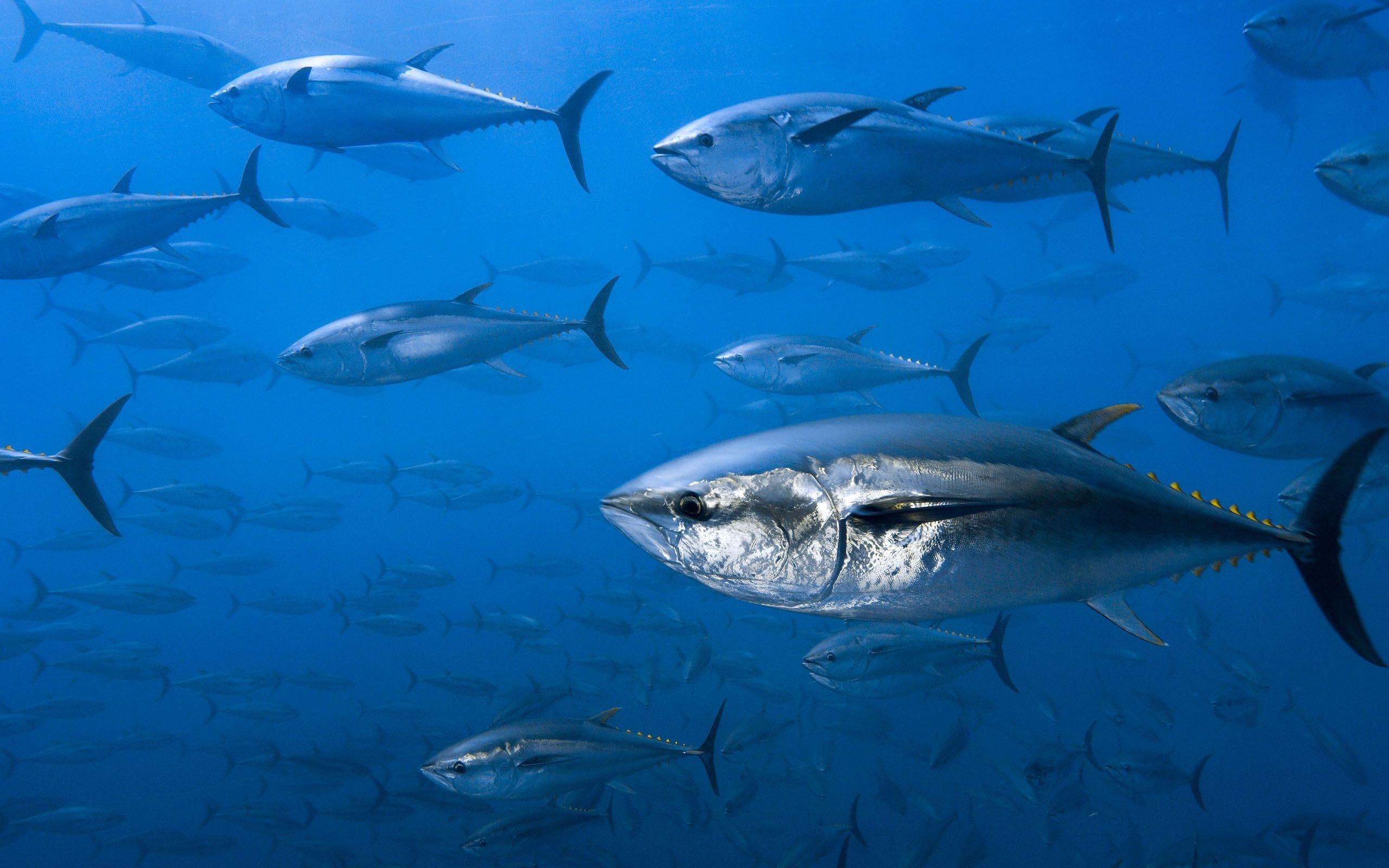 2560x1600 Tuna HD Wallpaper and Background Image, Desktop