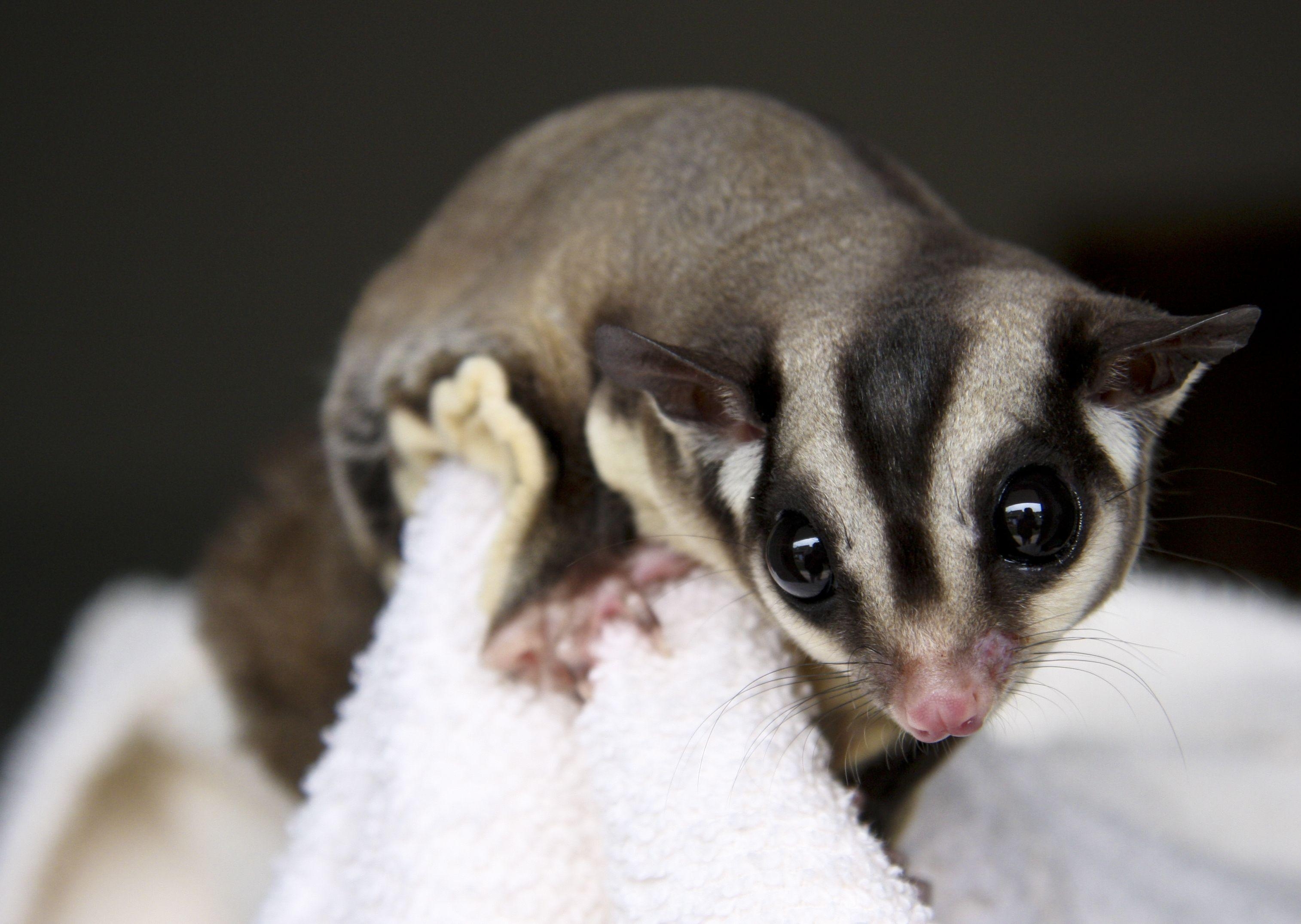 3030x2150 Sugar glider, Desktop