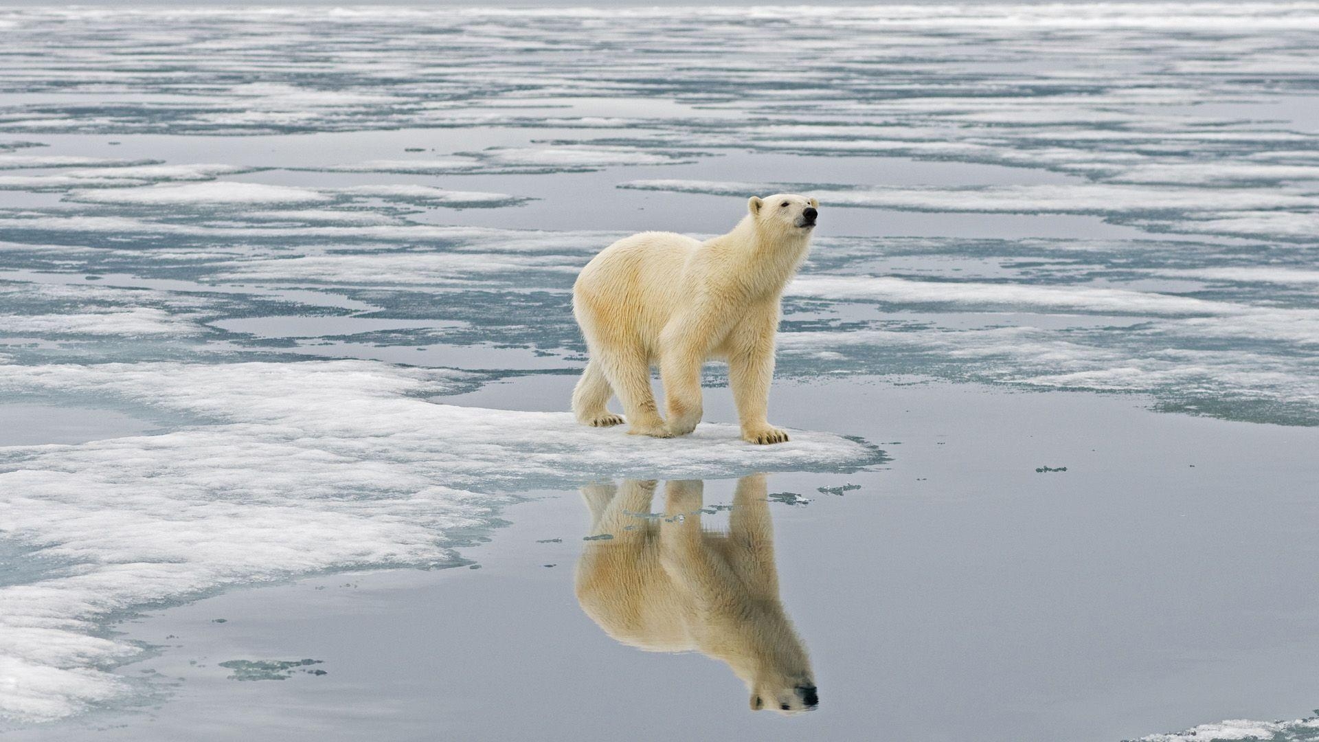 1920x1080 Polar Bear Wallpaper. Polar Bear Background, Desktop