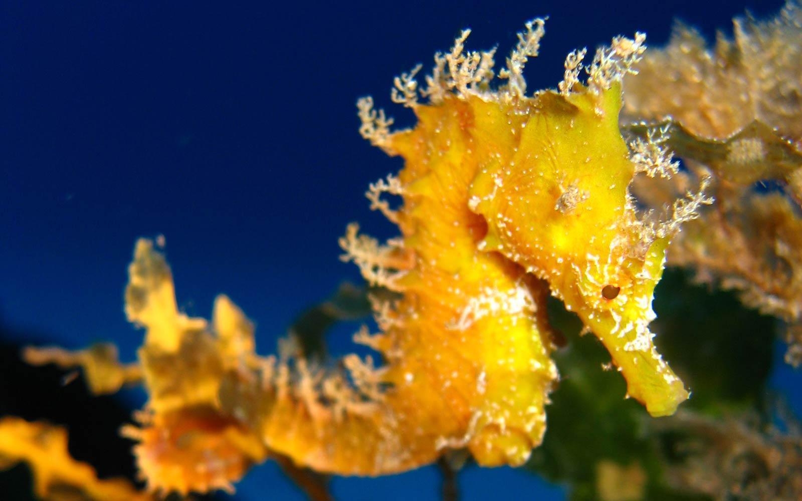 1600x1000 Seahorse Wallpaper, Desktop