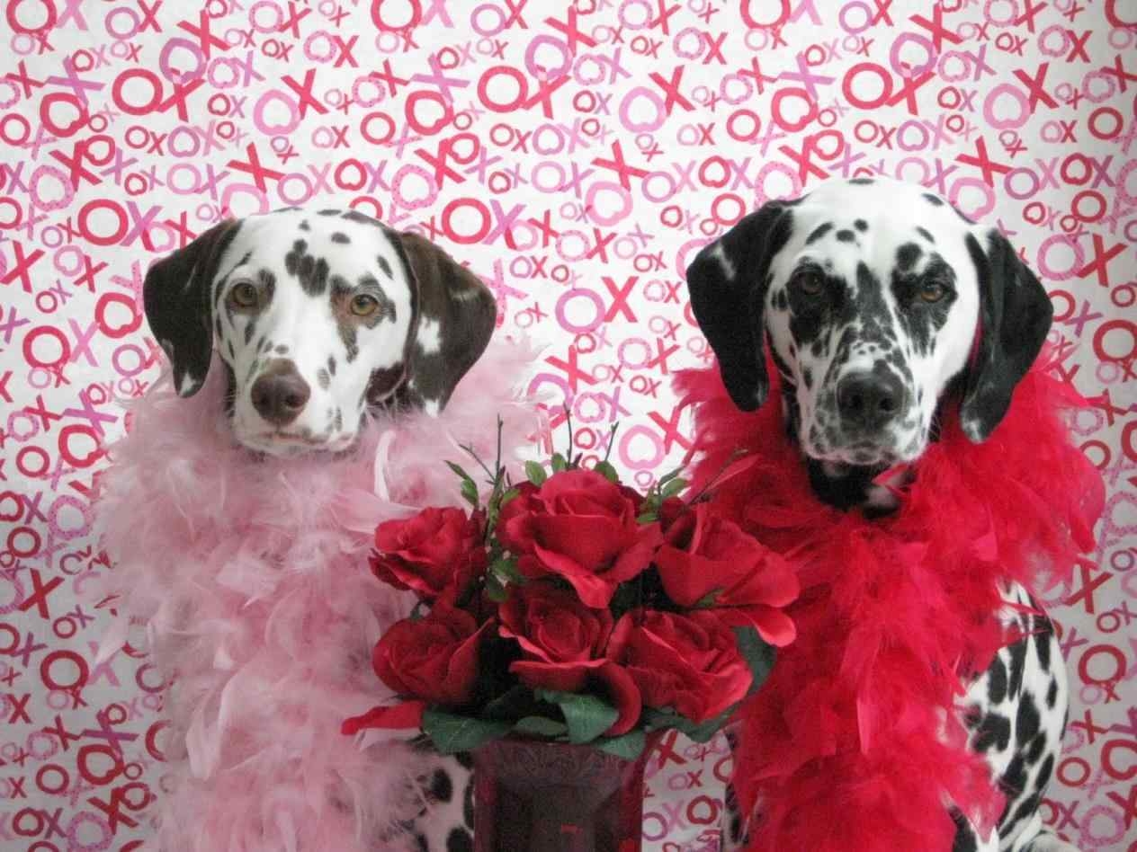 1270x950 Valentine Dog Wallpaper Free Valentine Dog, Desktop