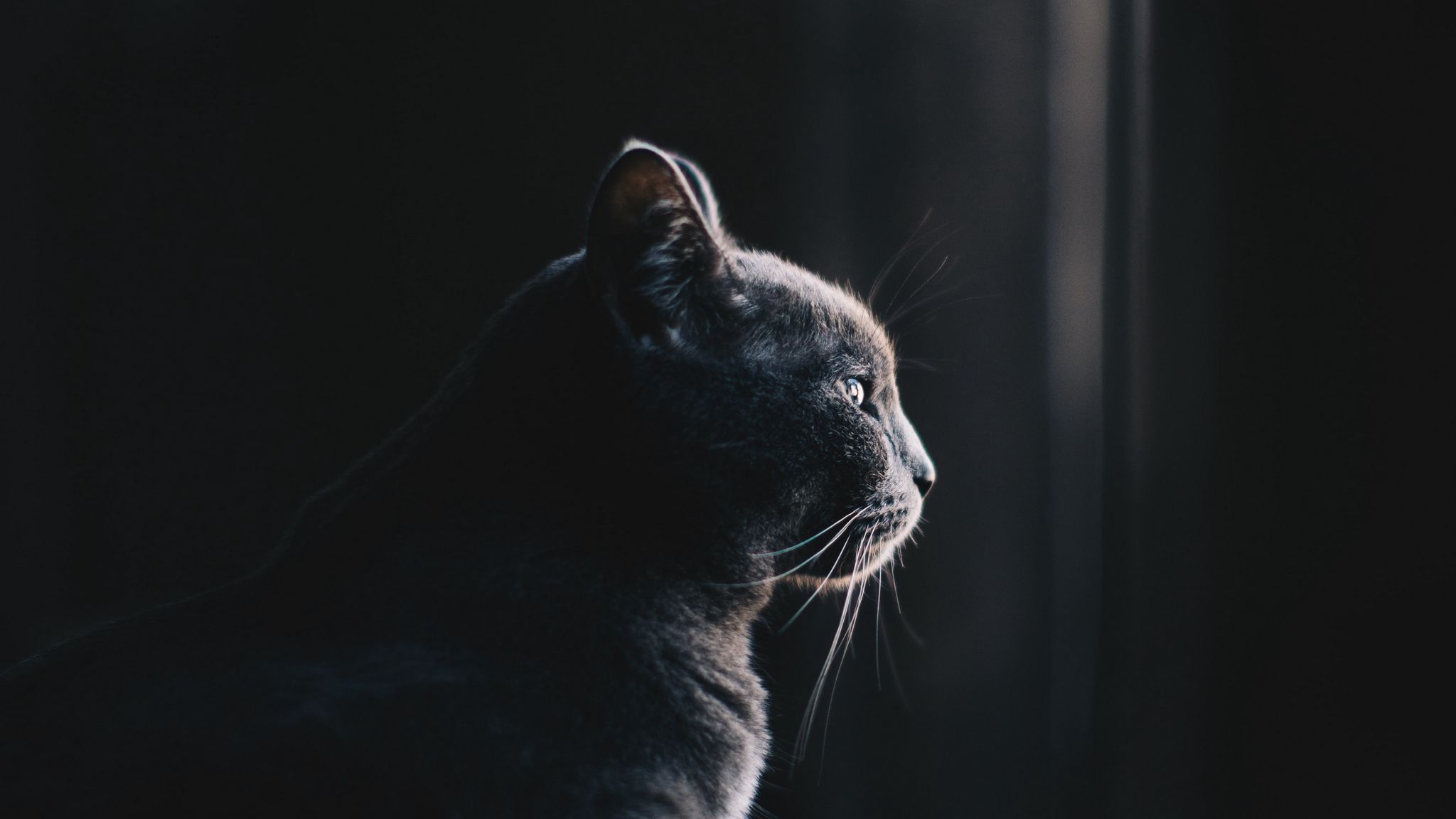 2050x1160 Download wallpaper  cat, profile, dark ultrawide monitor HD background, Desktop