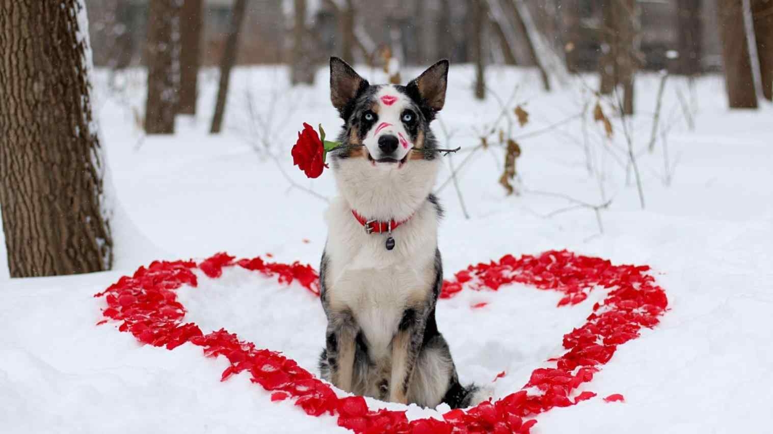 1520x860 Valentine Dog Wallpaper Free Valentine Dog, Desktop