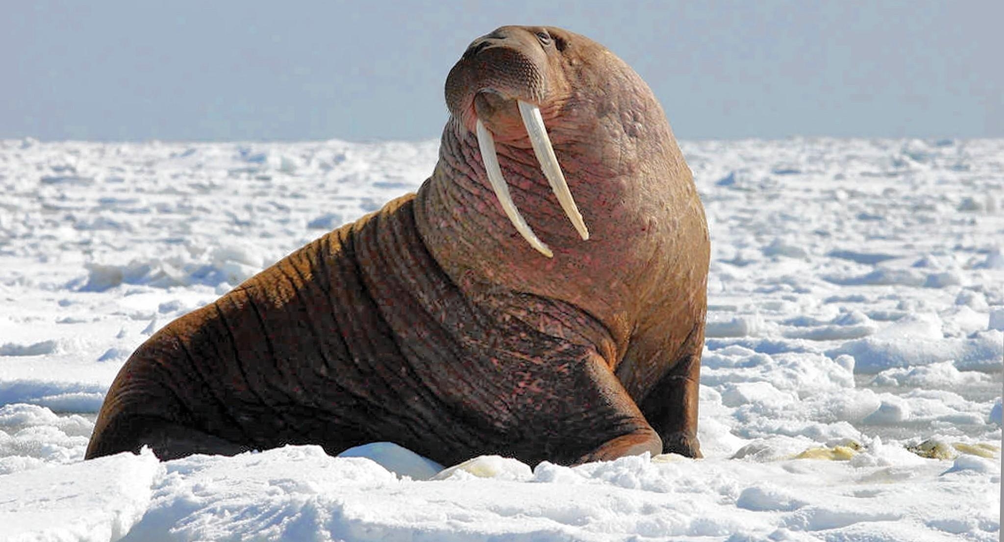 2050x1110 Walrus Wallpaper, Desktop