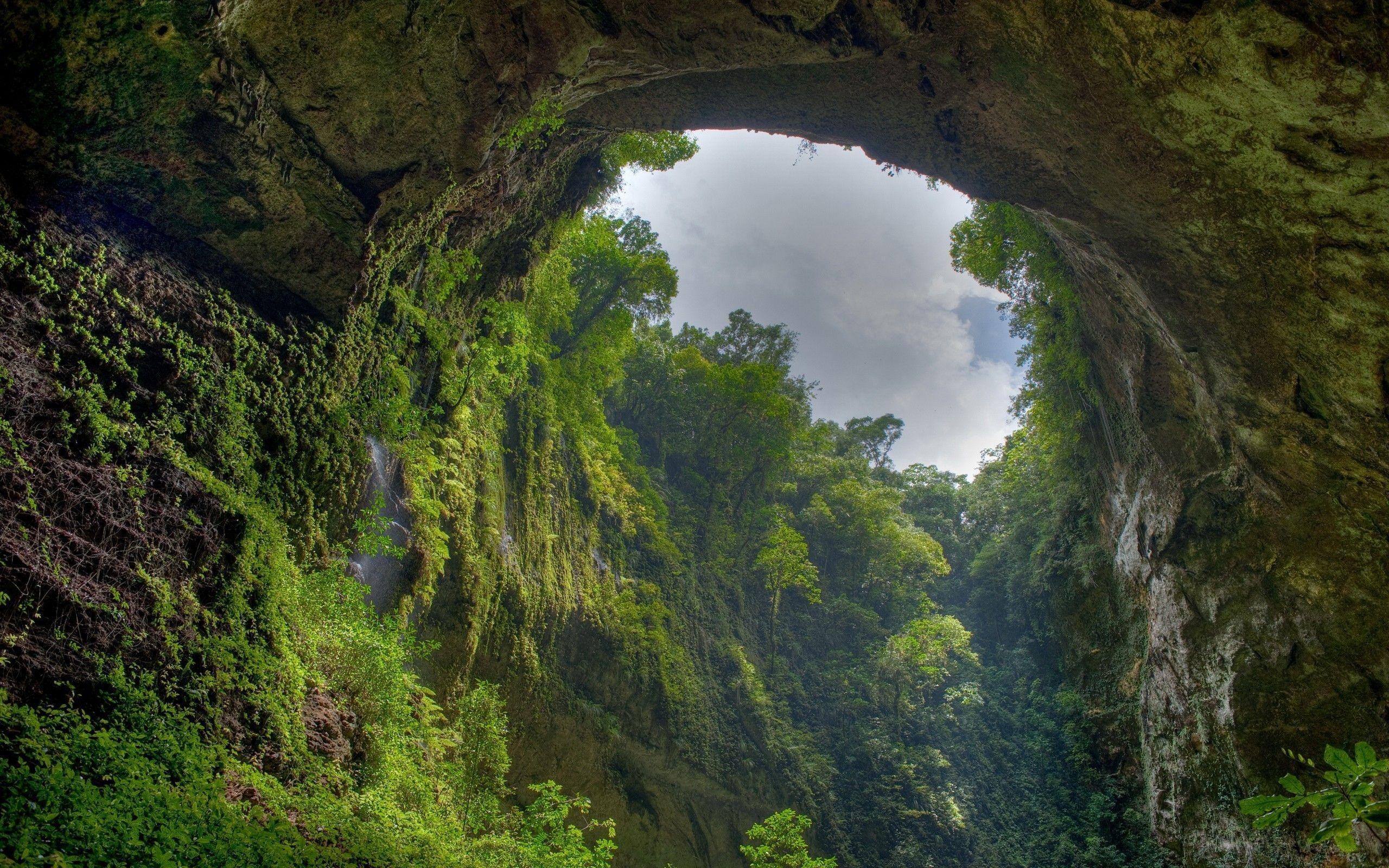 2560x1600 HD Jungle Wallpaper, Desktop