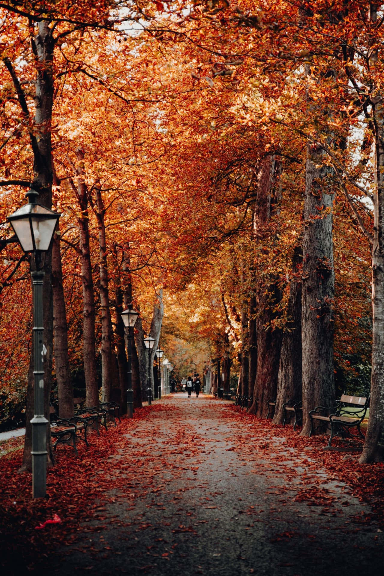 1280x1920 Download Forest Path Vintage Autumn Wallpaper, Phone