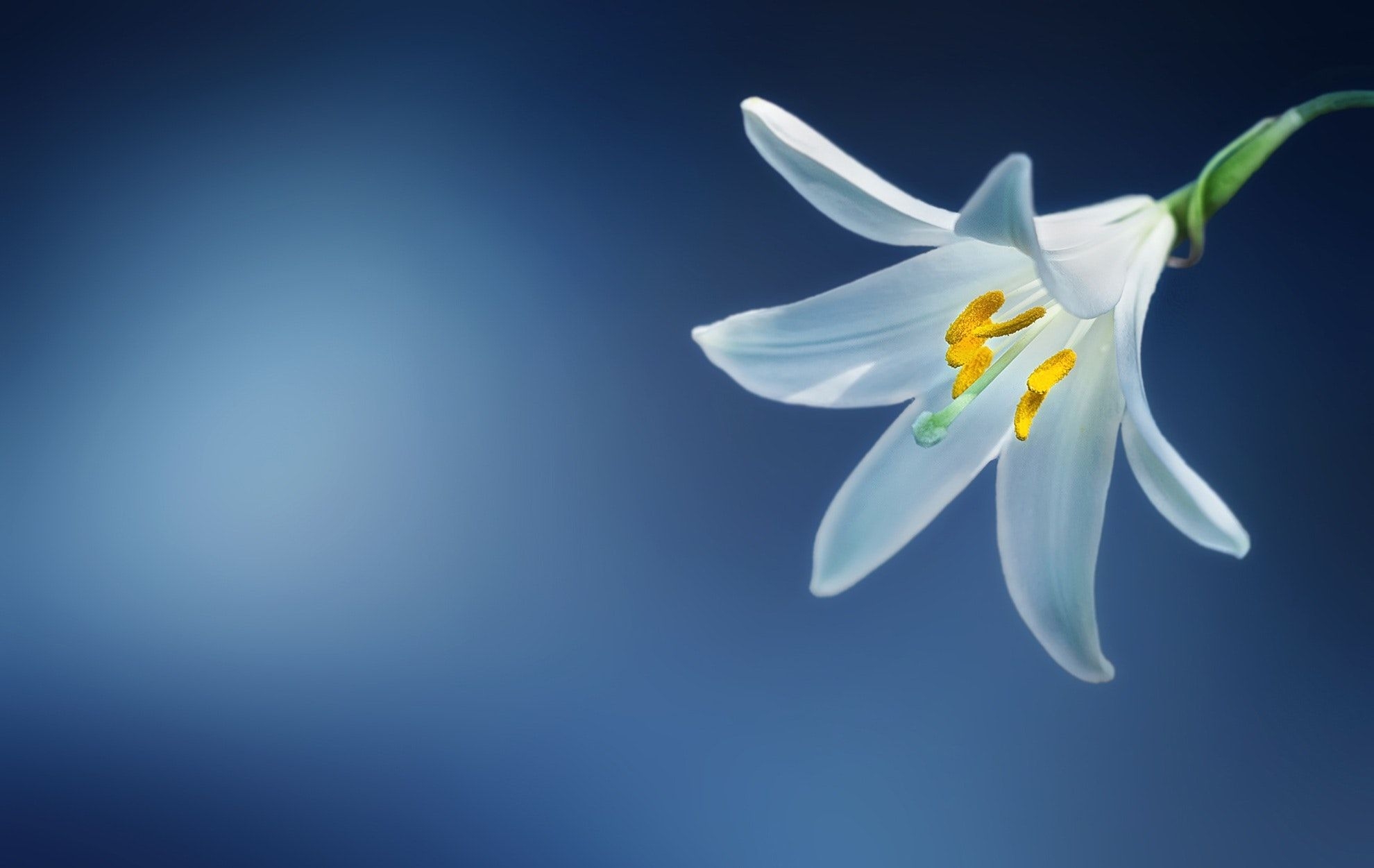 1980x1260 White Lily Flower Wallpaper · Free, Desktop