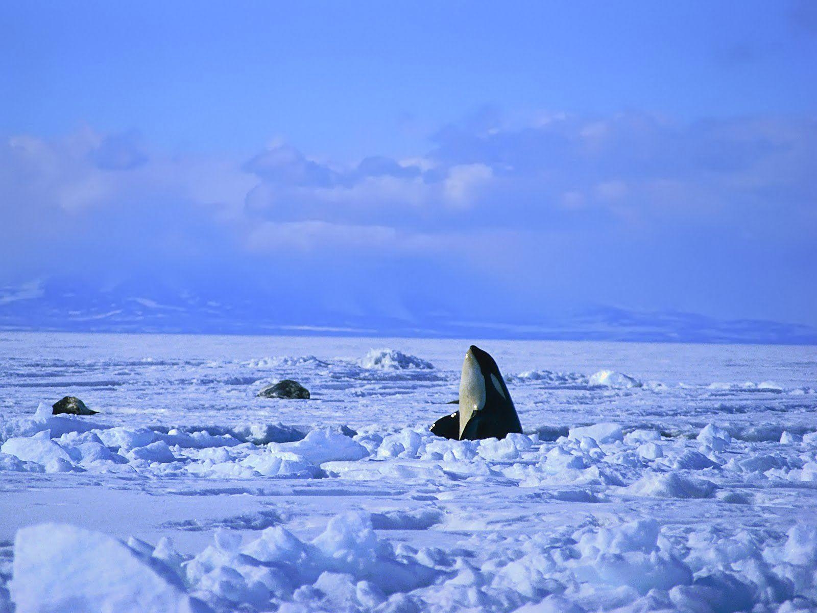 1600x1200 Killer Whale Photo Orca Wallpaper. HD Wallpaper , Background, Desktop