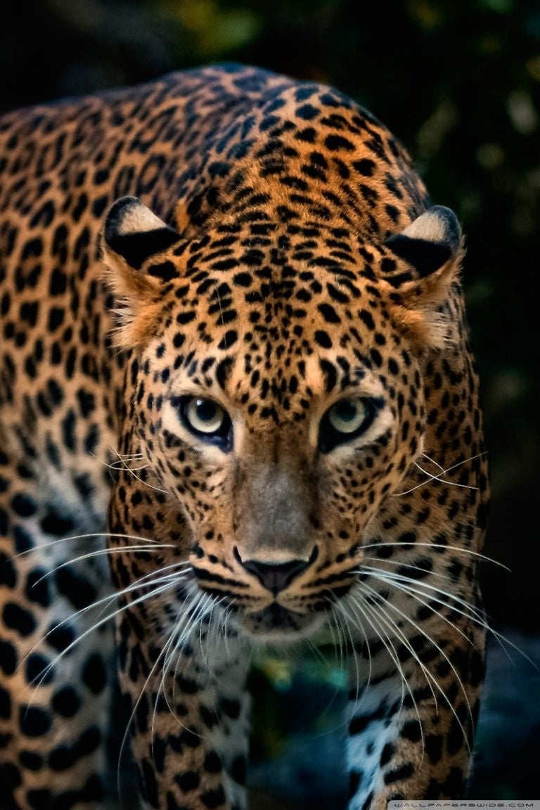 770x1160 Jaguar Wallpaper Free Jaguar Background, Phone