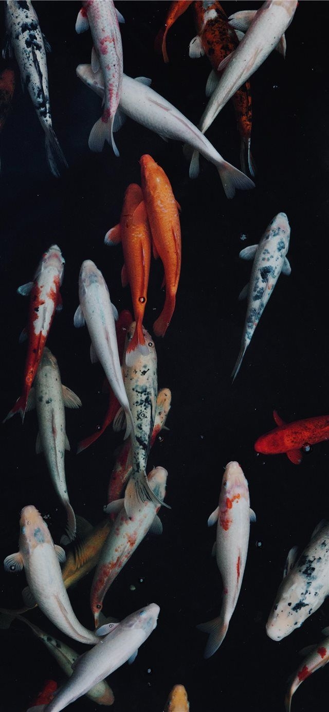 640x1390 koi fish iPhone X Wallpaper Download, Phone