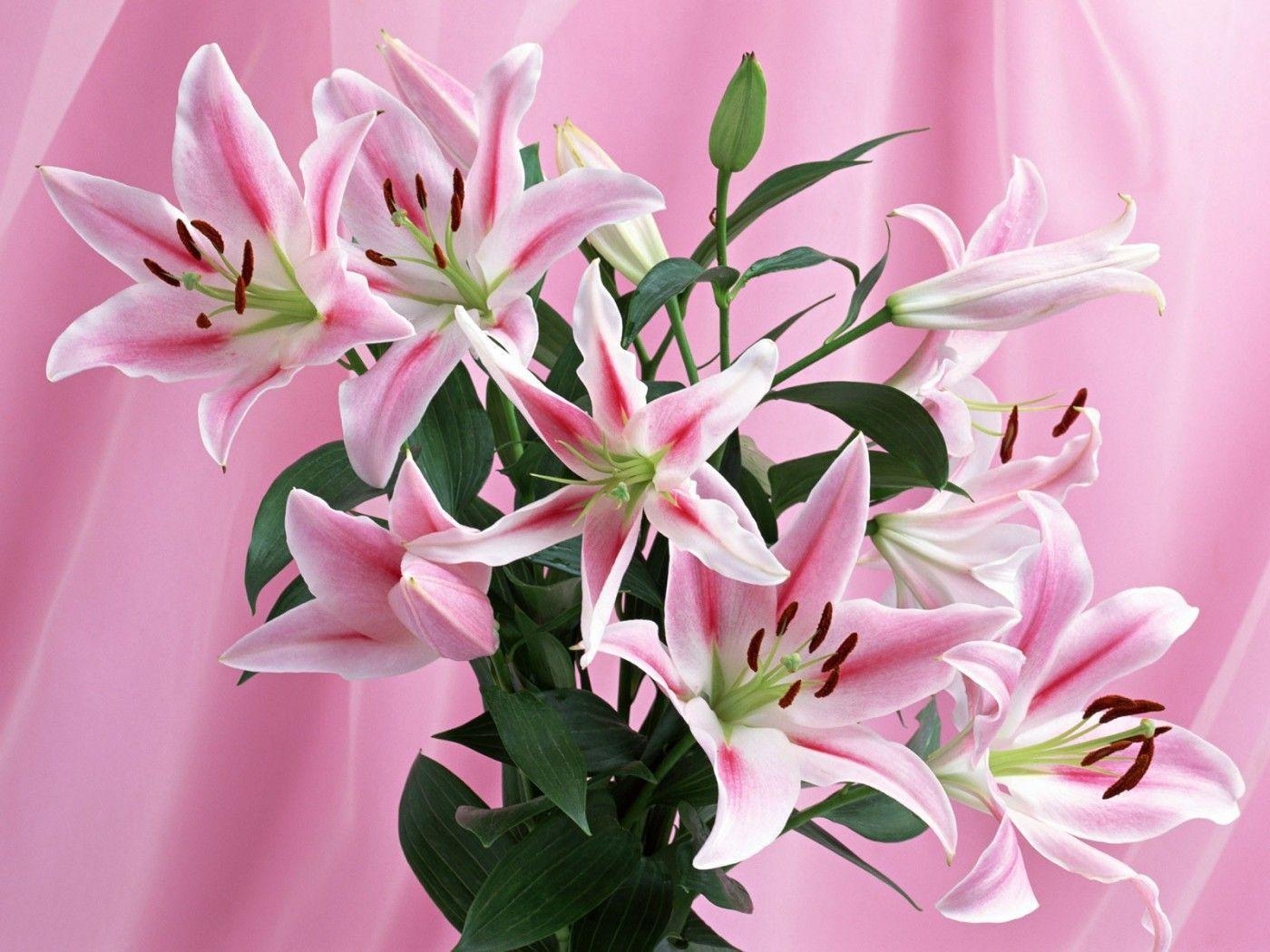 1400x1050 Pix For > Stargazer Lily Flower Wallpaper, Desktop