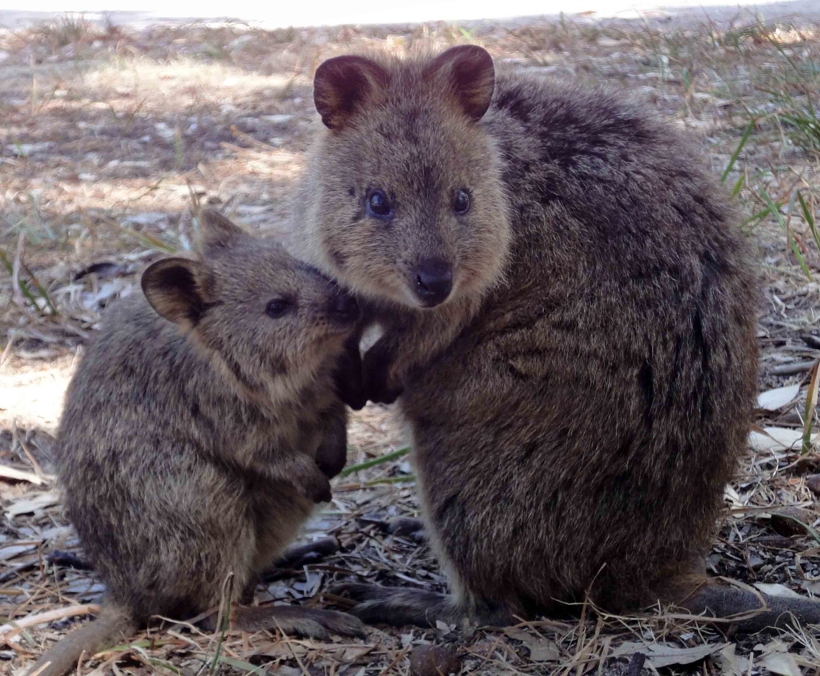 2810x2320 image of Quokka Wallpaper 11 - #FAN, Desktop