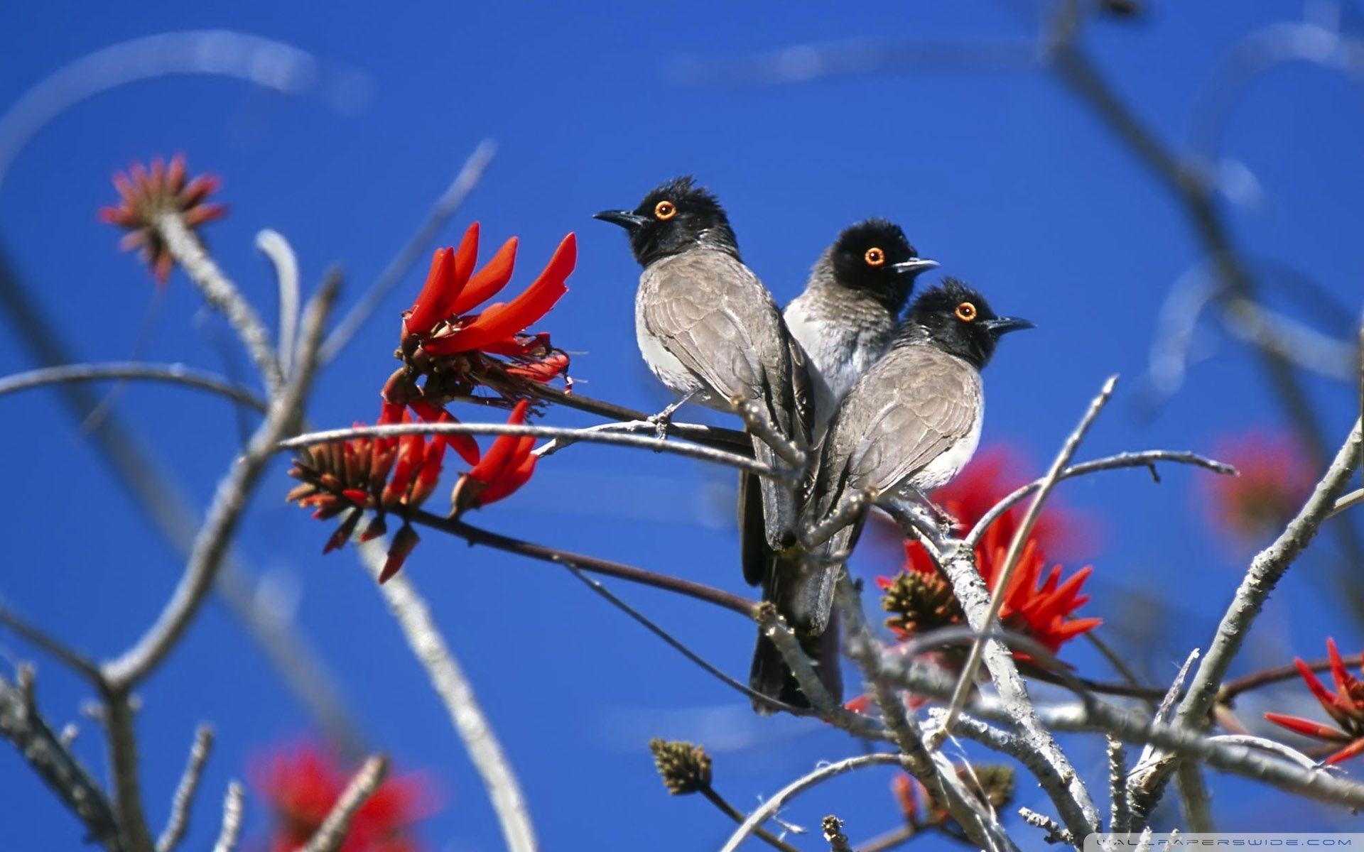 1920x1200 Three Birds Etosha National Park Namibia HD desktop wallpaper, Desktop