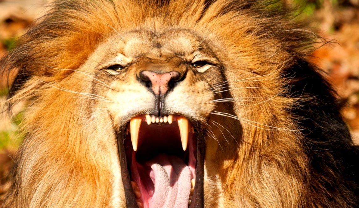 1170x680 Angry Lion Wallpaper HD, Desktop