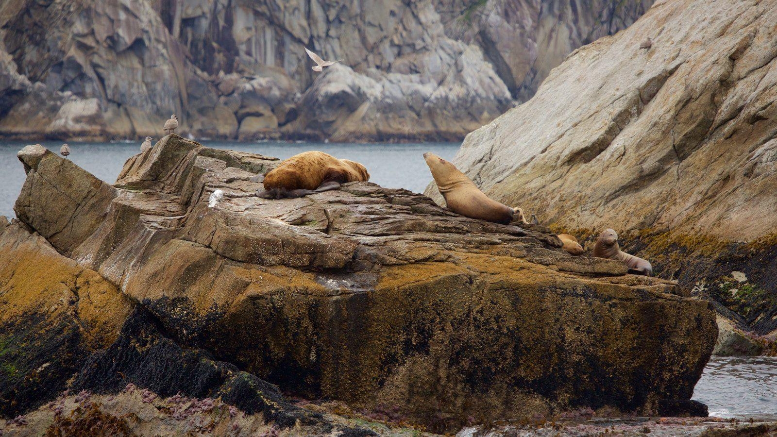 1600x900 Animal Picture: View Image of Kenai Fjords National Park, Desktop