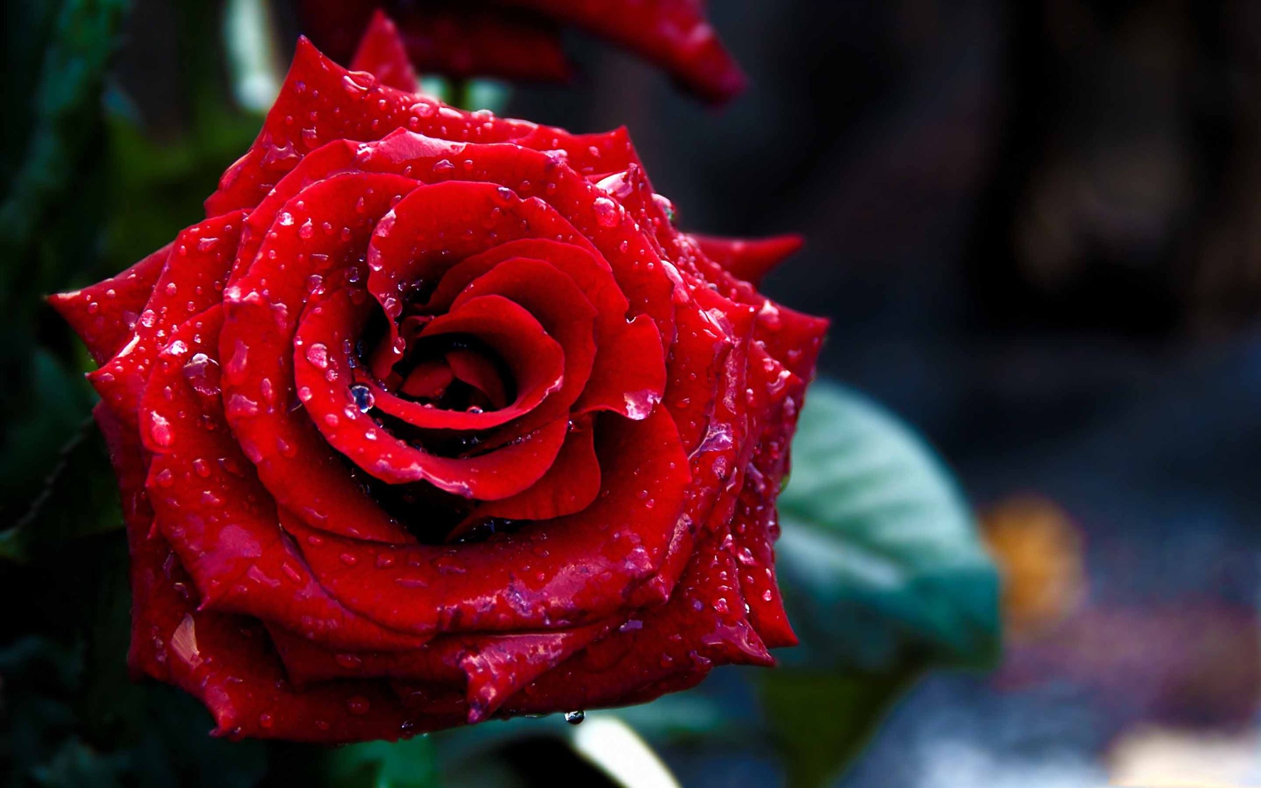 2560x1600 Red Rose Mac Wallpaper Download, Desktop