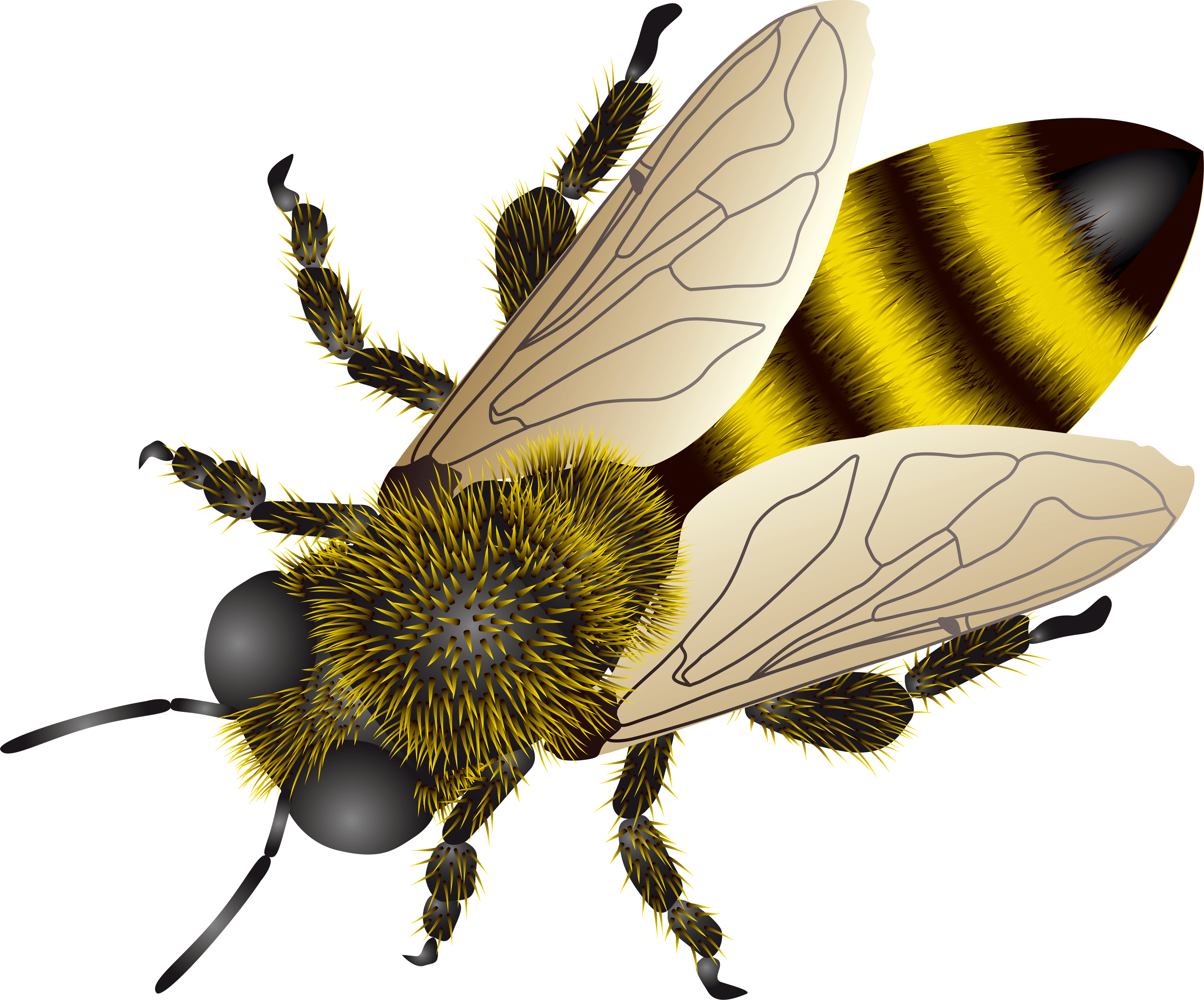 3490x2900 Animal Bee wallpaper (Desktop, Phone, Tablet), Desktop