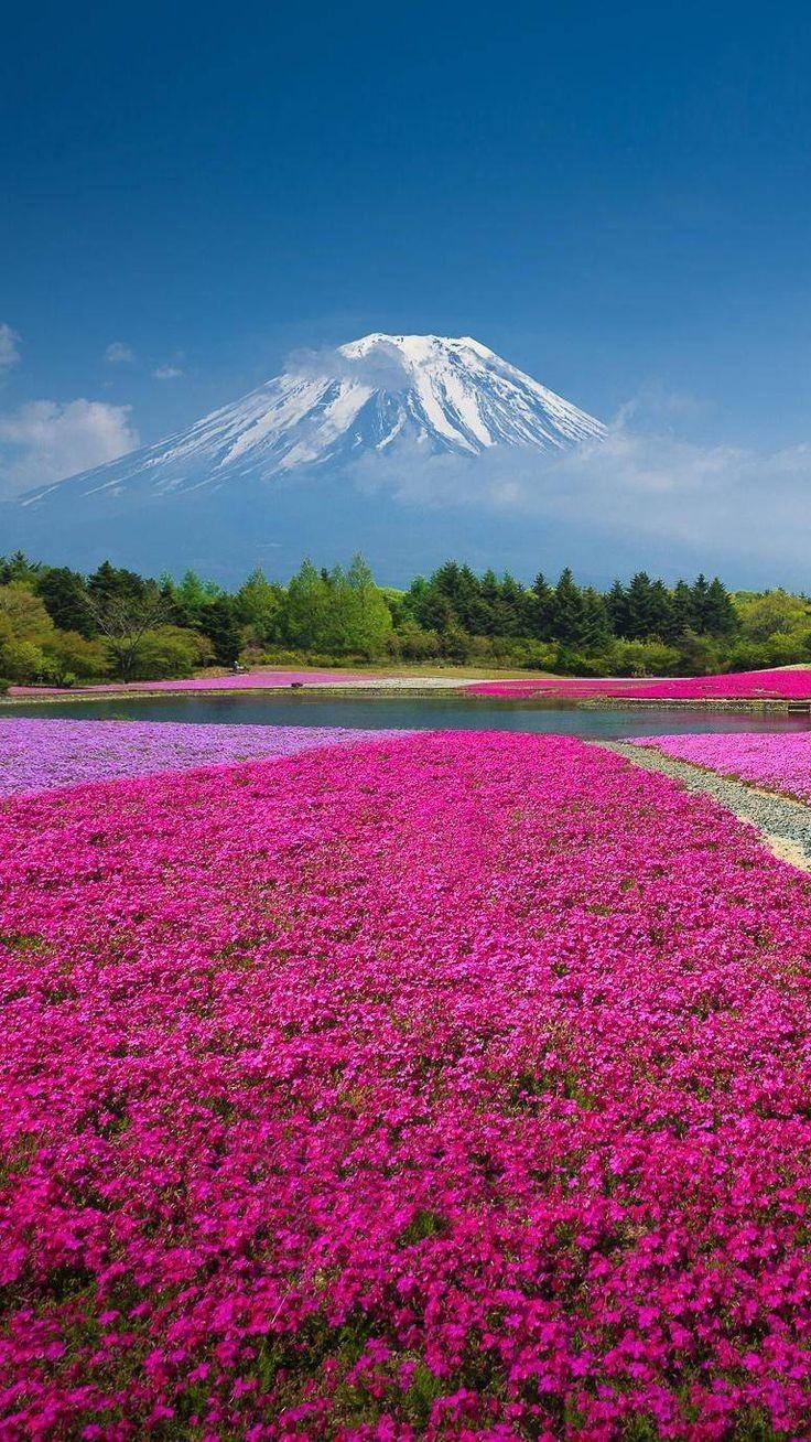 740x1310 Japan Hokkaido Landscape Desktop Wallpaper Lavender Fields New 57, Phone