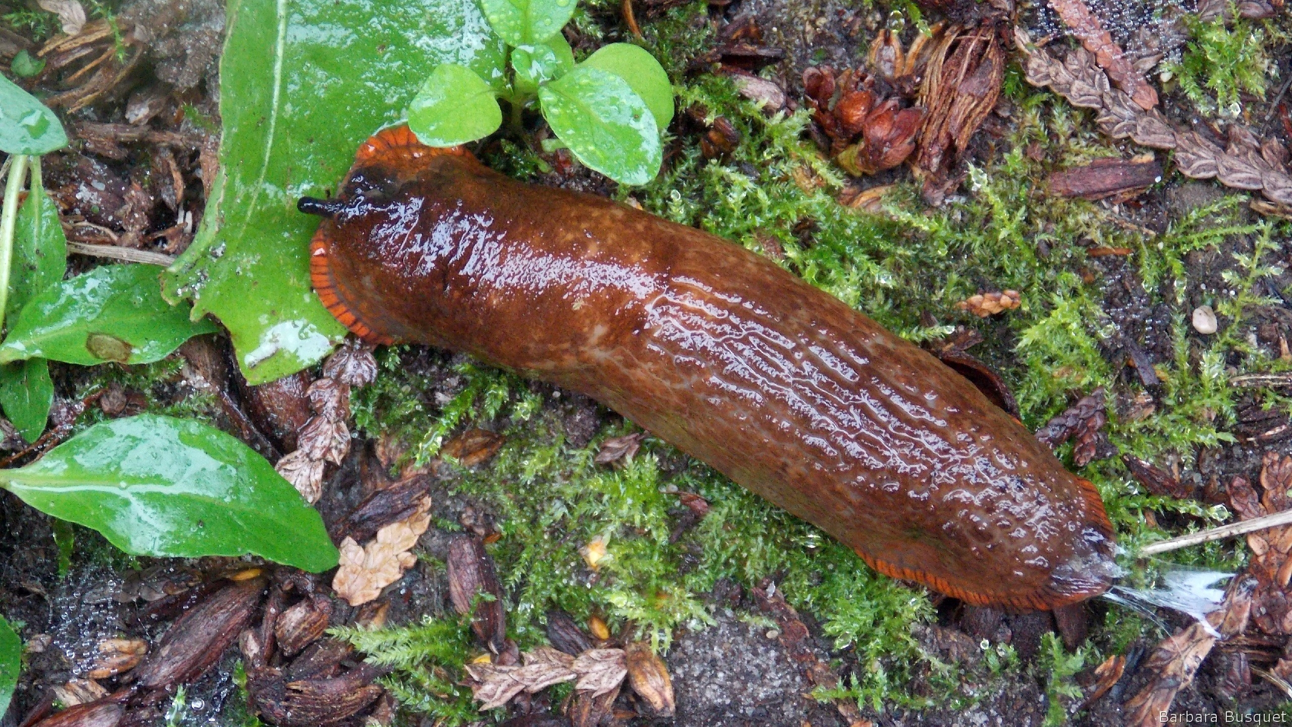 2560x1440 Red slug in autumn HD Wallpaper, Desktop