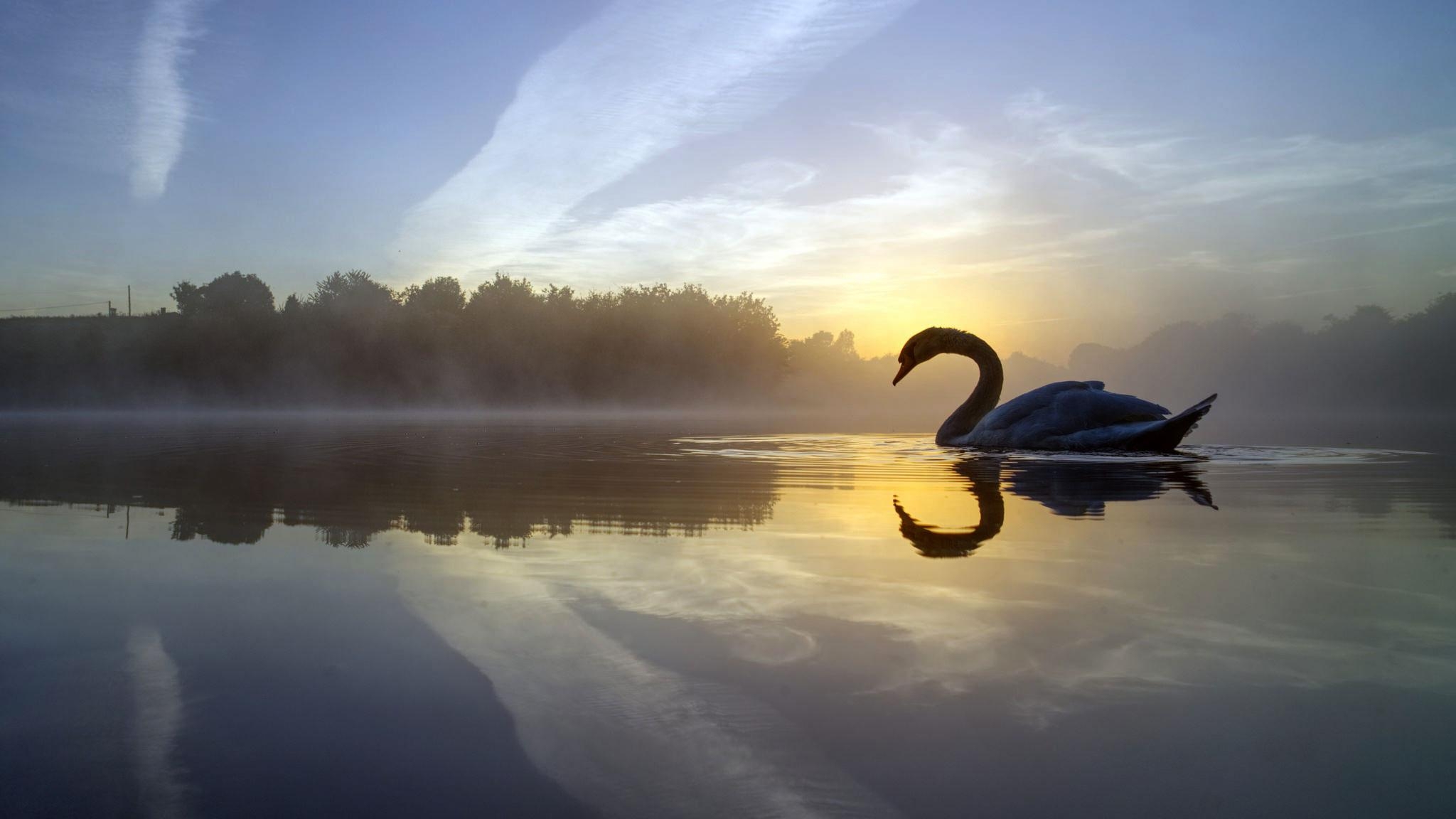 2050x1160 Swan Lake 6k ty2 HD Wallpaper, Desktop