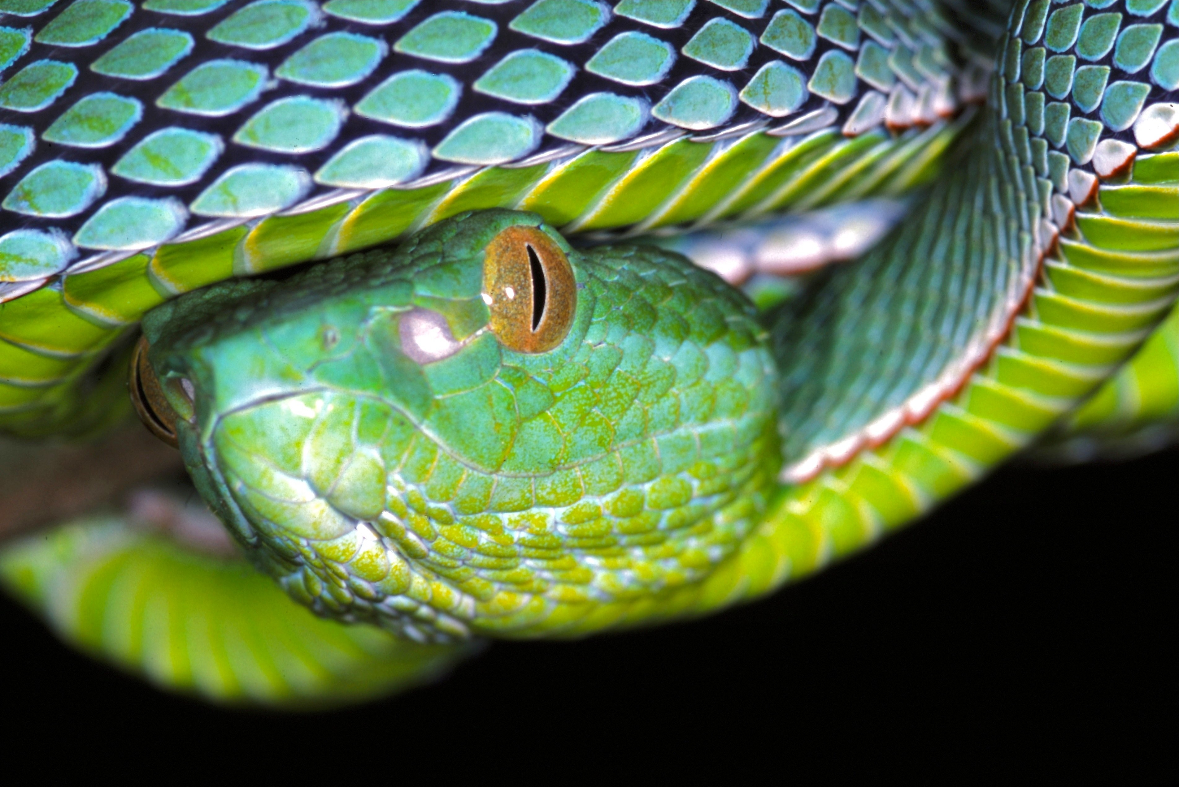 3810x2550 Vogel's Pit Viper (Trimeresurus vogeli) juvenile, Desktop