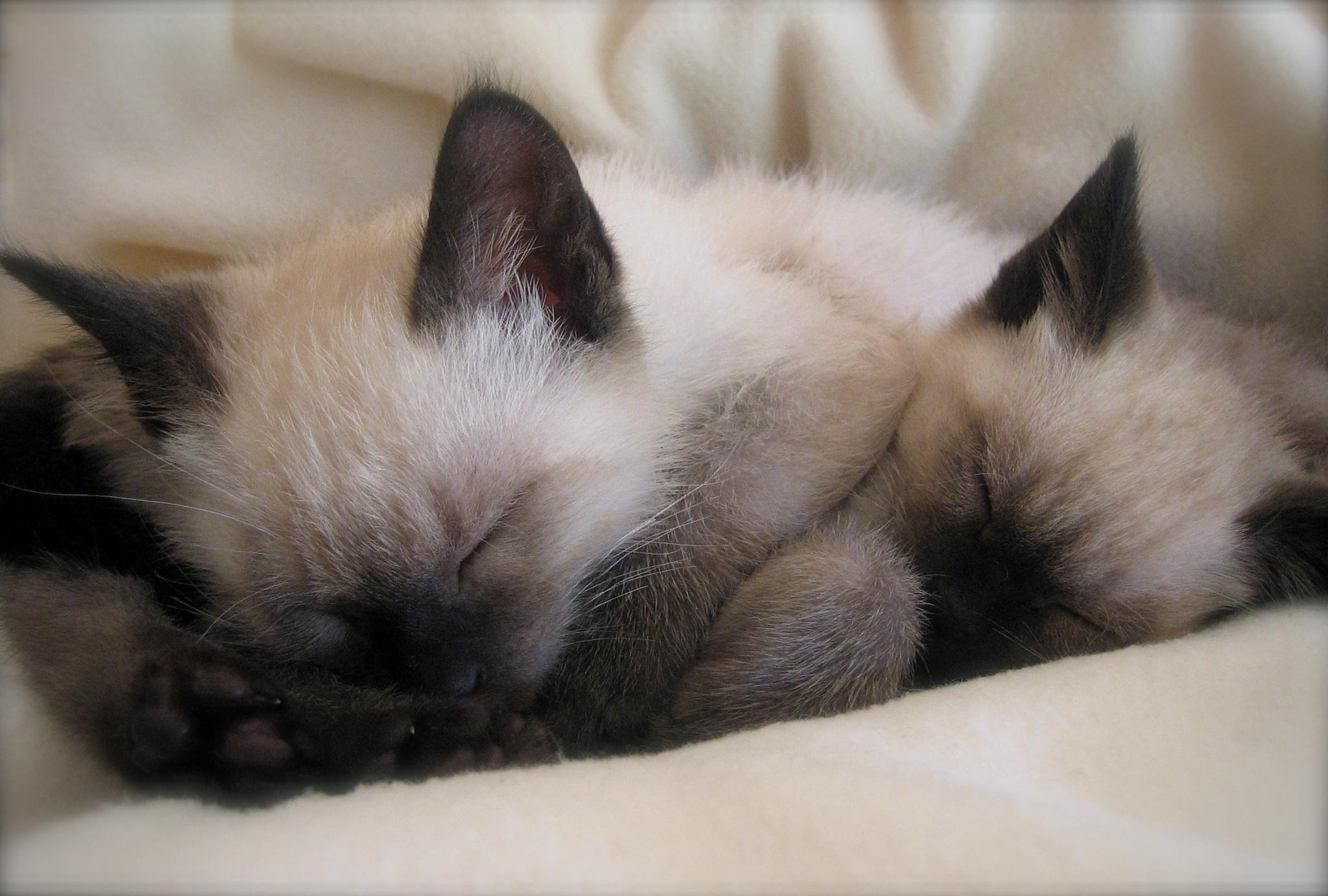 2050x1390 HD Sleeping Siamese Kittens Wallpaper, Desktop