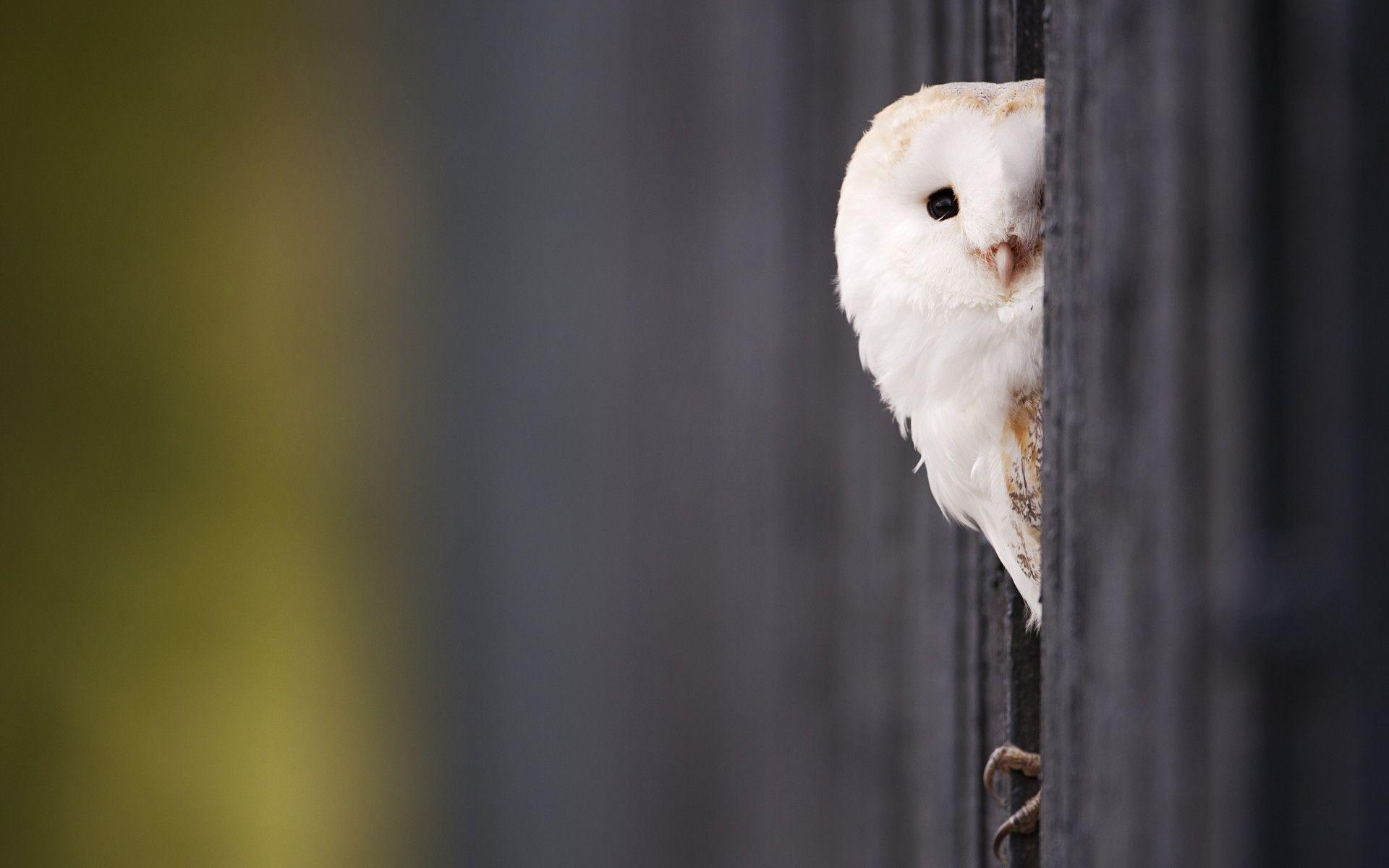 1920x1200 White Owl Wallpaper, Desktop