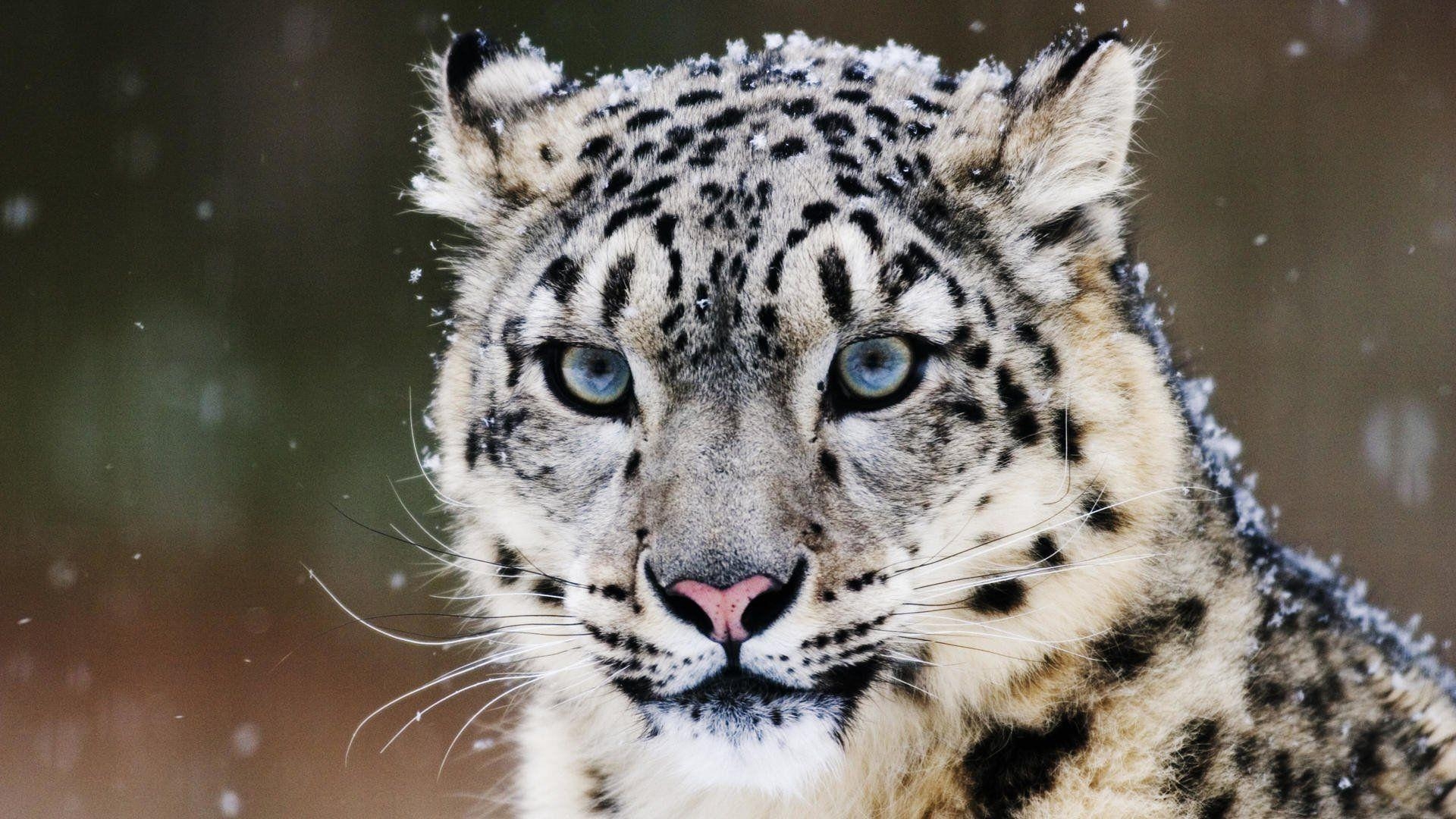 1920x1080 Snow Leopard HD Wallpaper, Desktop