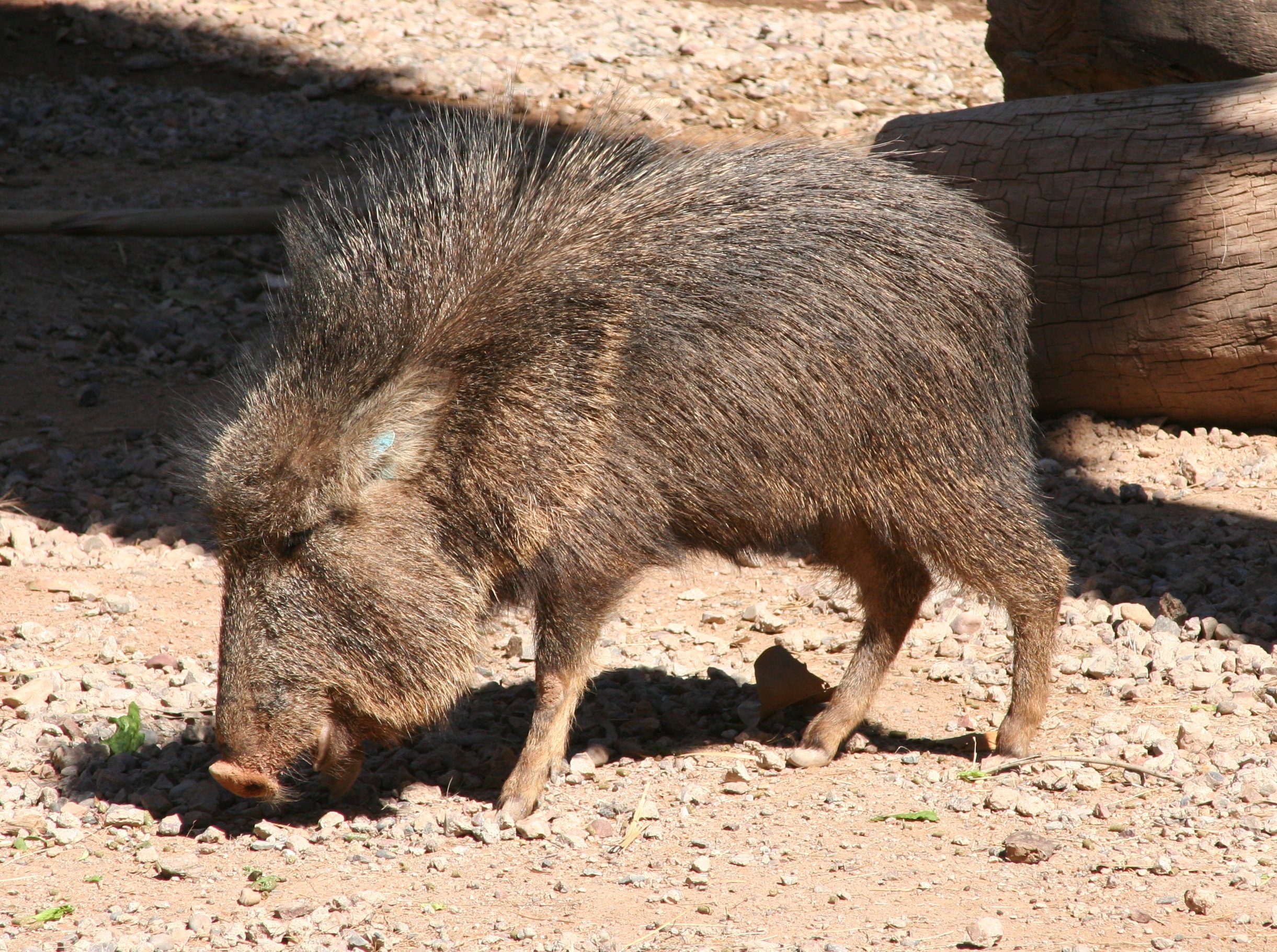 2450x1830 Chacoan peccary, Desktop