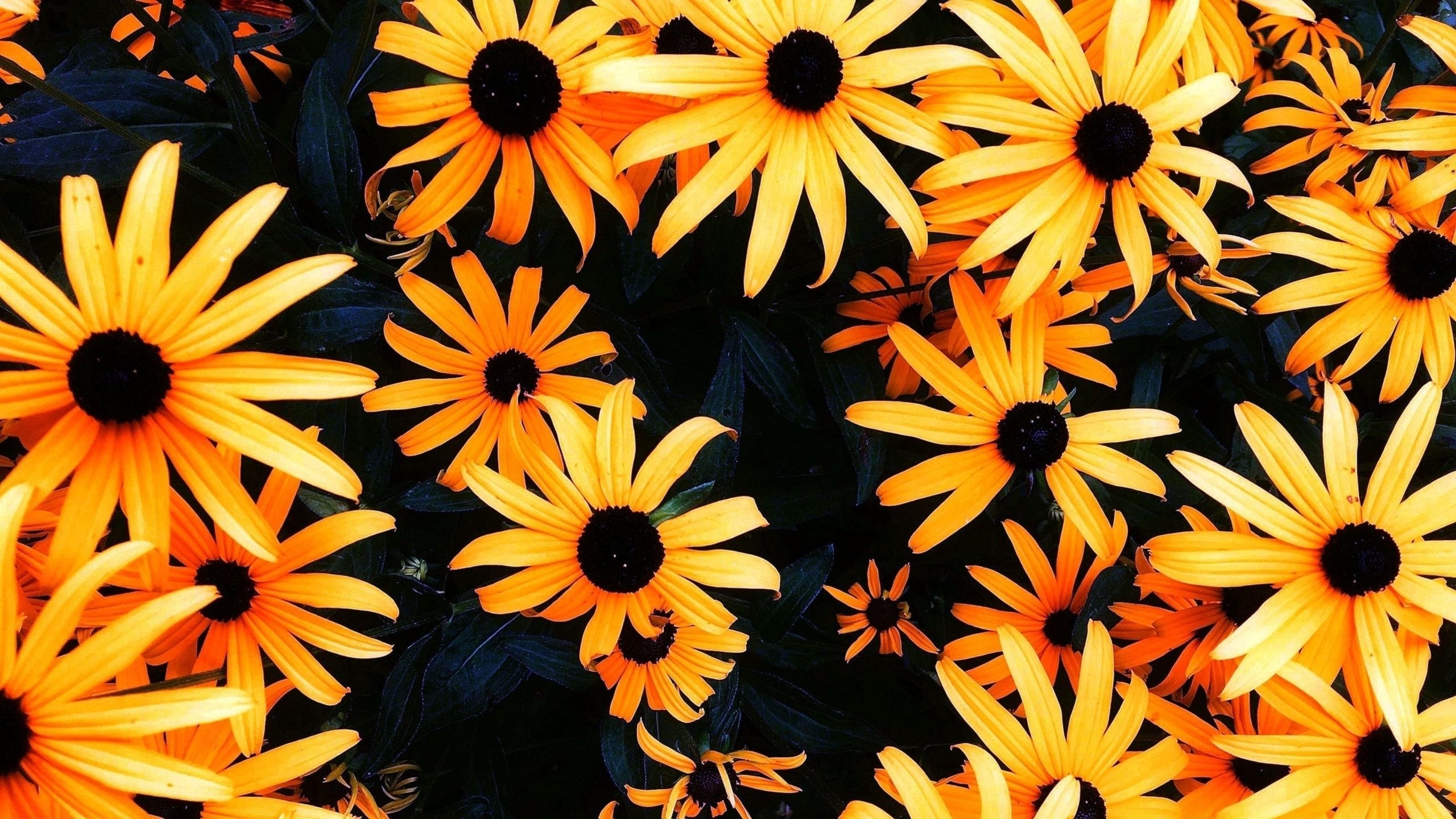 2560x1440 Free download Sunflower Wallpaper For Chromebook Sunflower Wallpaper For [] for your Desktop, Mobile & Tablet. Explore Cute Wallpaper for Chromebook. Chromebook Wallpaper, Wallpaper For Chromebook, Wallpaper for Acer Chromebook, Desktop