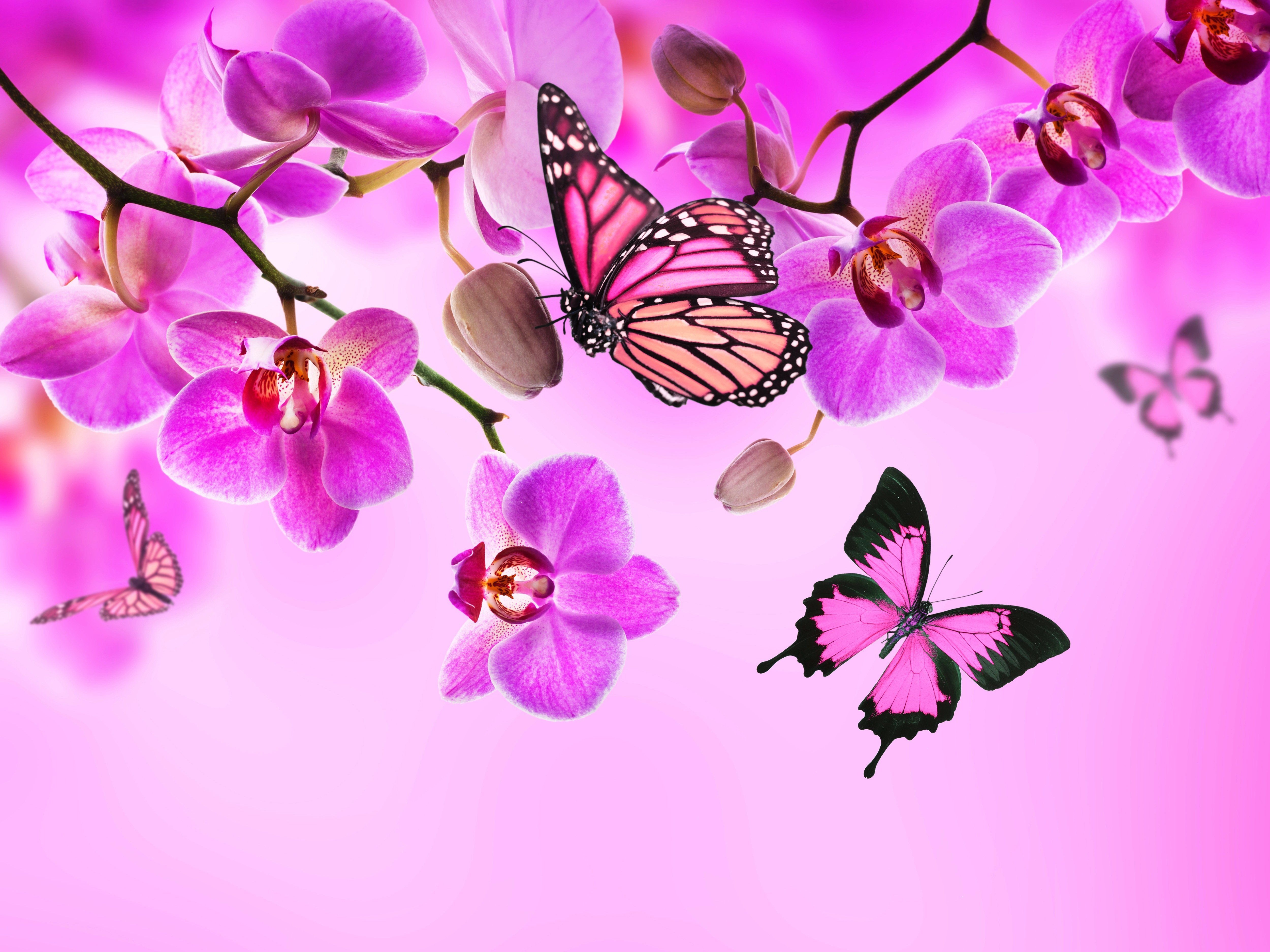 5000x3750 Free Pink Butterfly Wallpaper Picture, Desktop