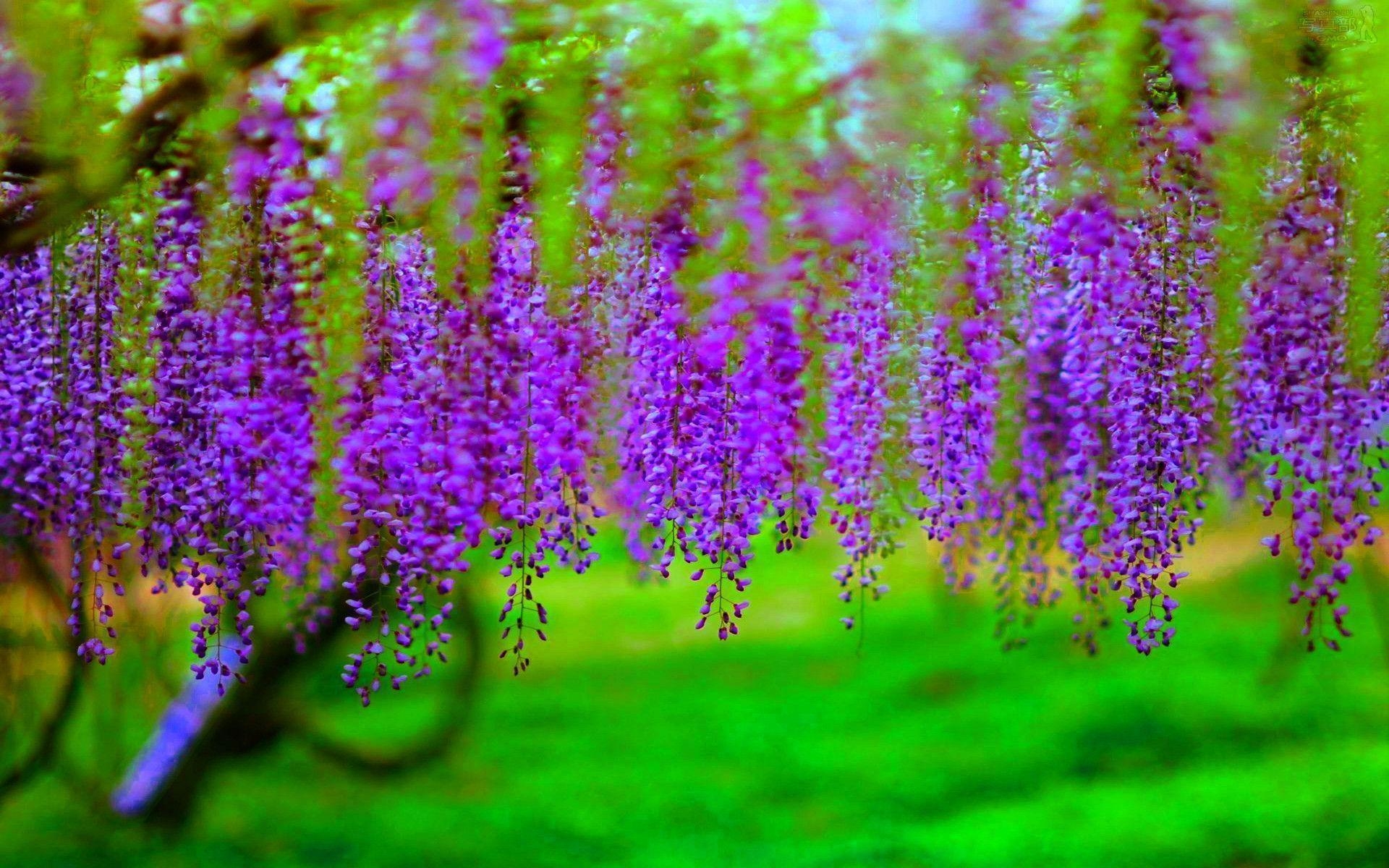 1920x1200 HD Delicate Wisteria Wallpaper, Desktop