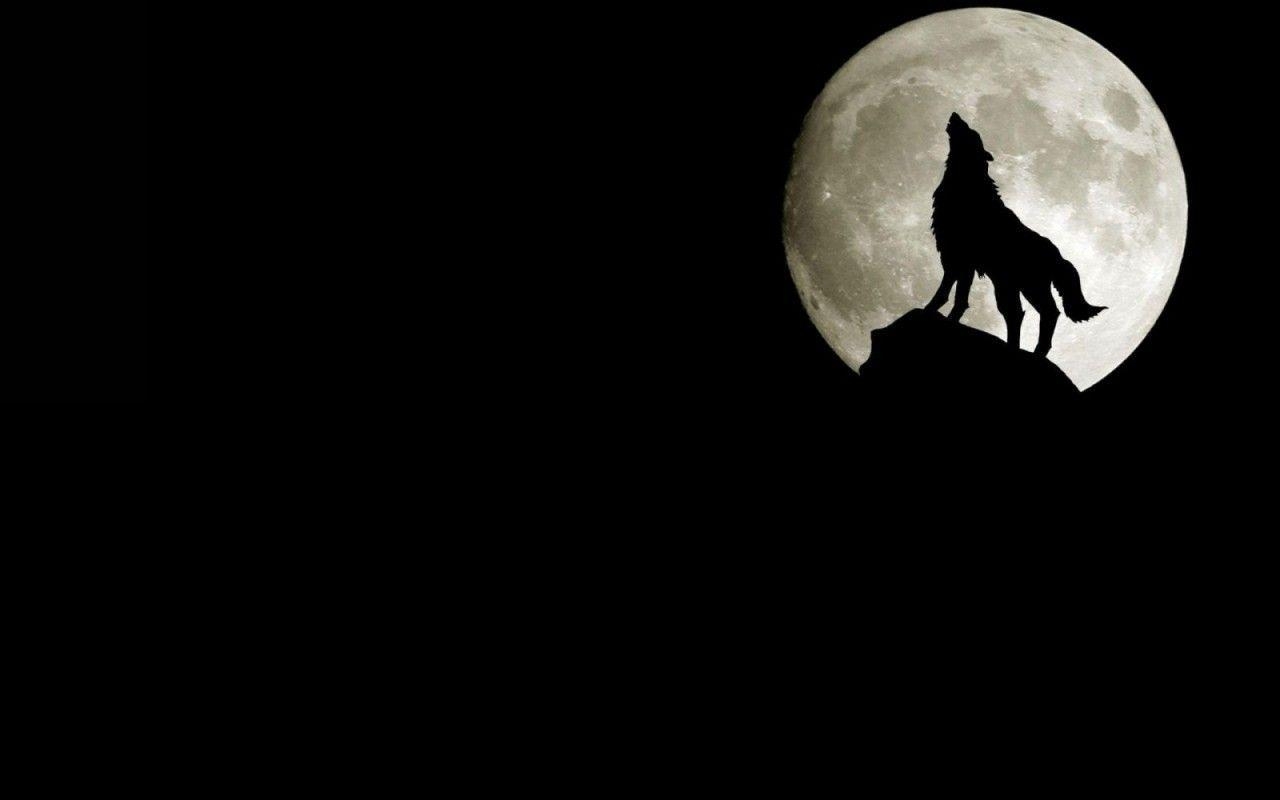 1280x800 Wallpaper For > Black Wolf iPhone Wallpaper, Desktop