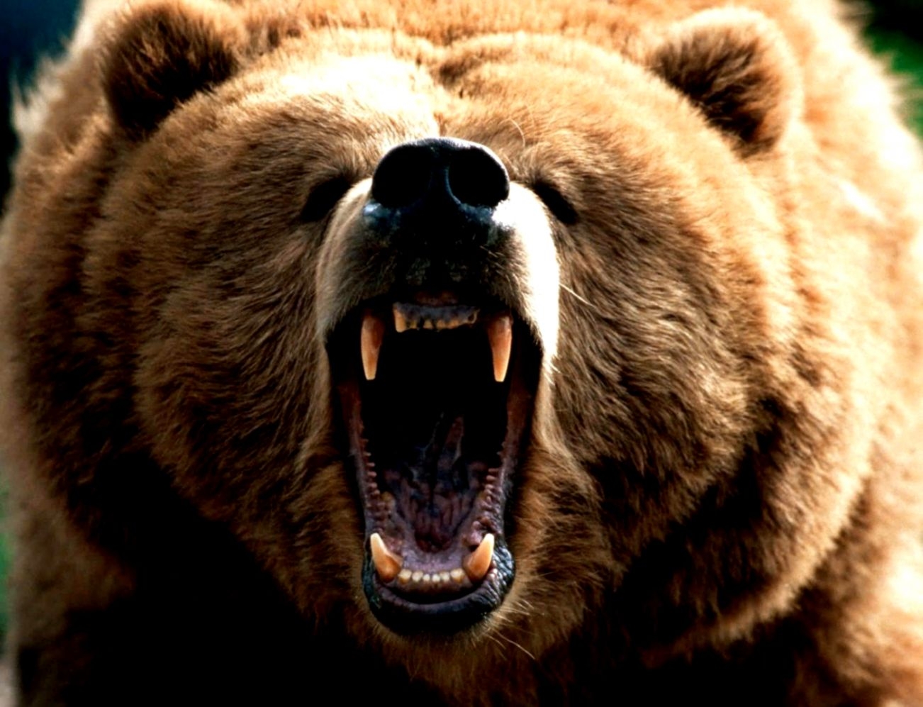 1310x1000 Free download Angry Brown Bear Wallpaper Gallery [] for your Desktop, Mobile & Tablet. Explore Wallpaper Bear. Bear Wallpaper, Wallpaper Bear, Koala Bear Wallpaper, Desktop