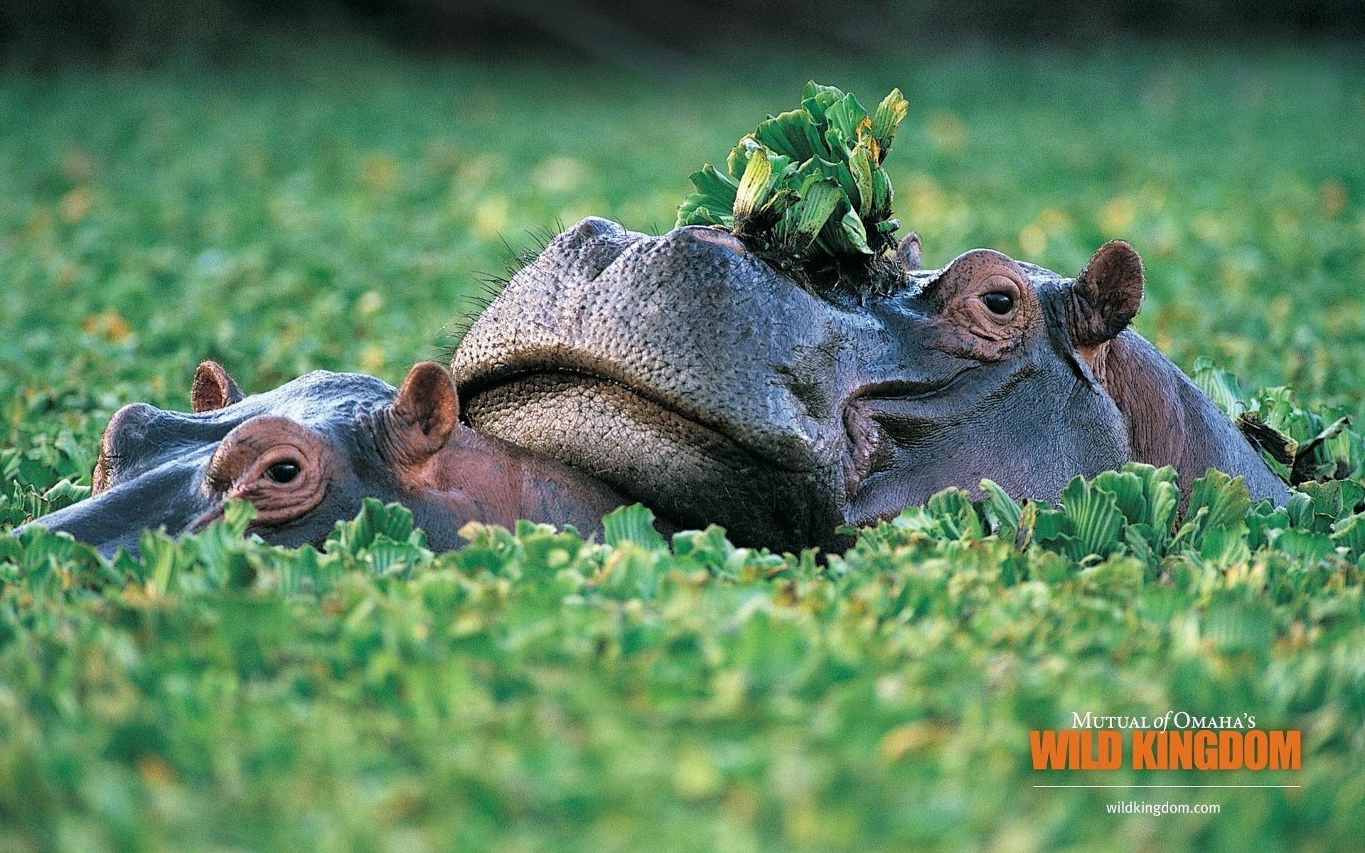 1920x1200 Hippos. Android wallpaper for free, Desktop