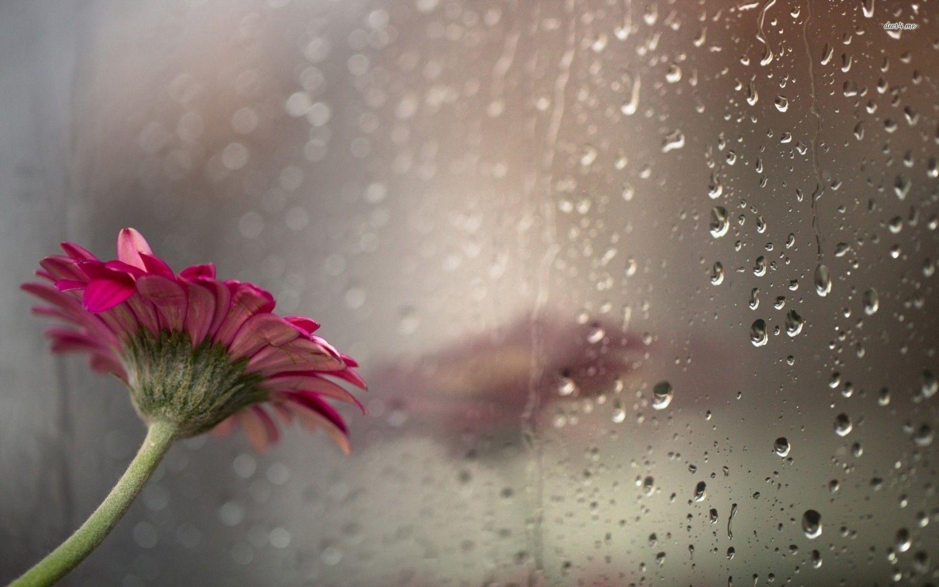 1920x1200 Pink gerbera in the rainy window wallpaper wallpaper - #, Desktop