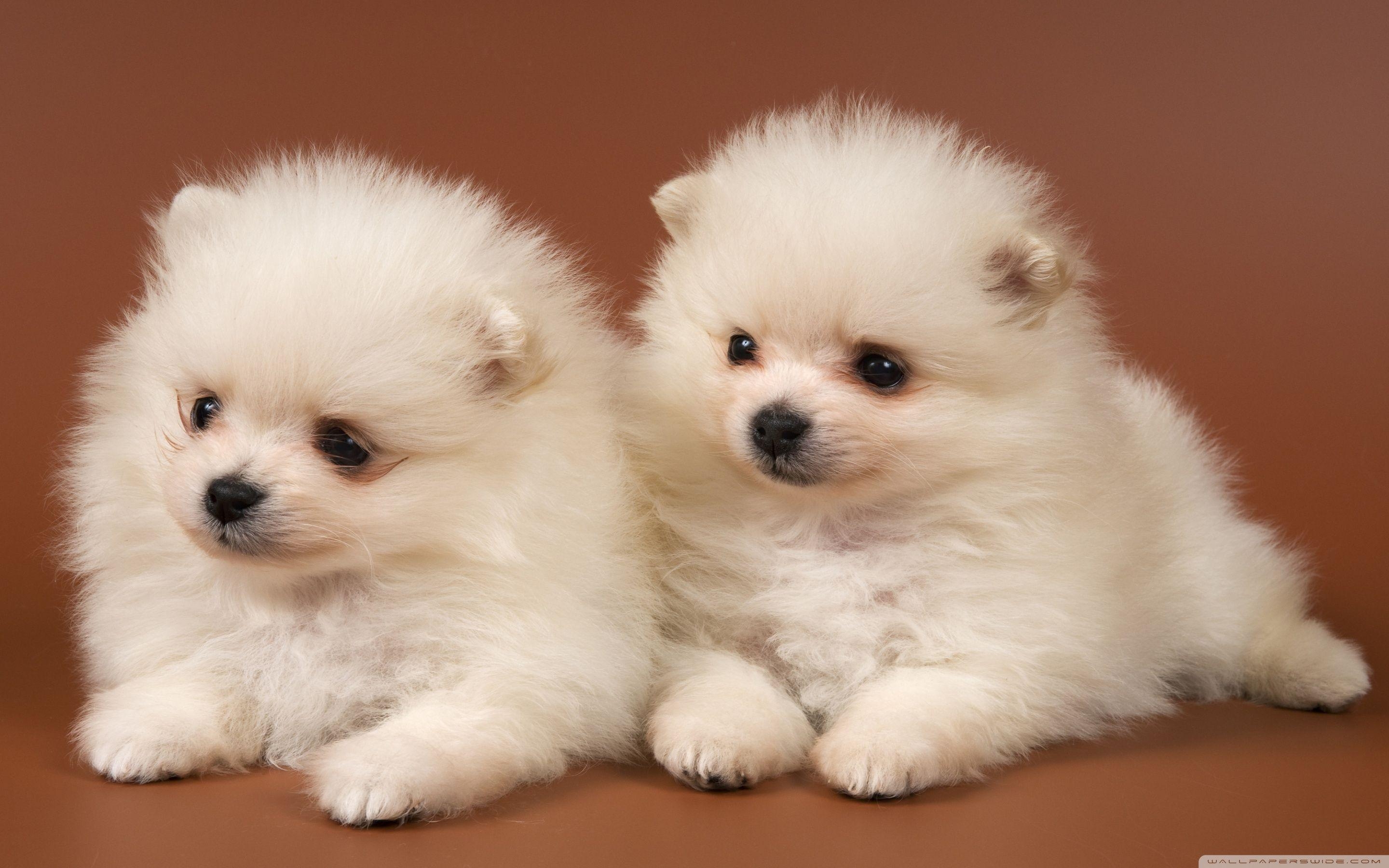 2880x1800 Pomeranian Puppies ❤ 4K HD Desktop Wallpaper for 4K Ultra HD TV, Desktop