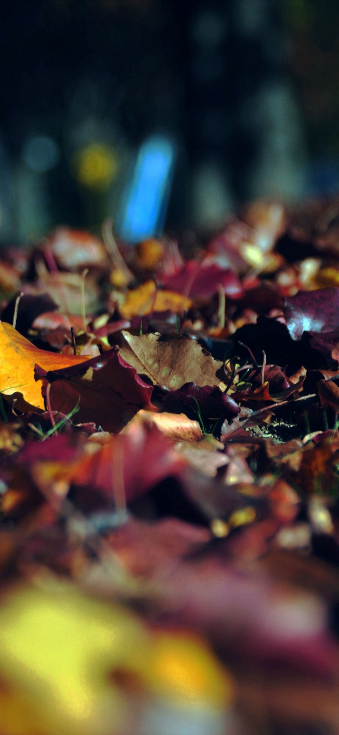 1130x2440 iPhone X wallpaper. fall mountain leaf brown bokeh nature dark, Phone