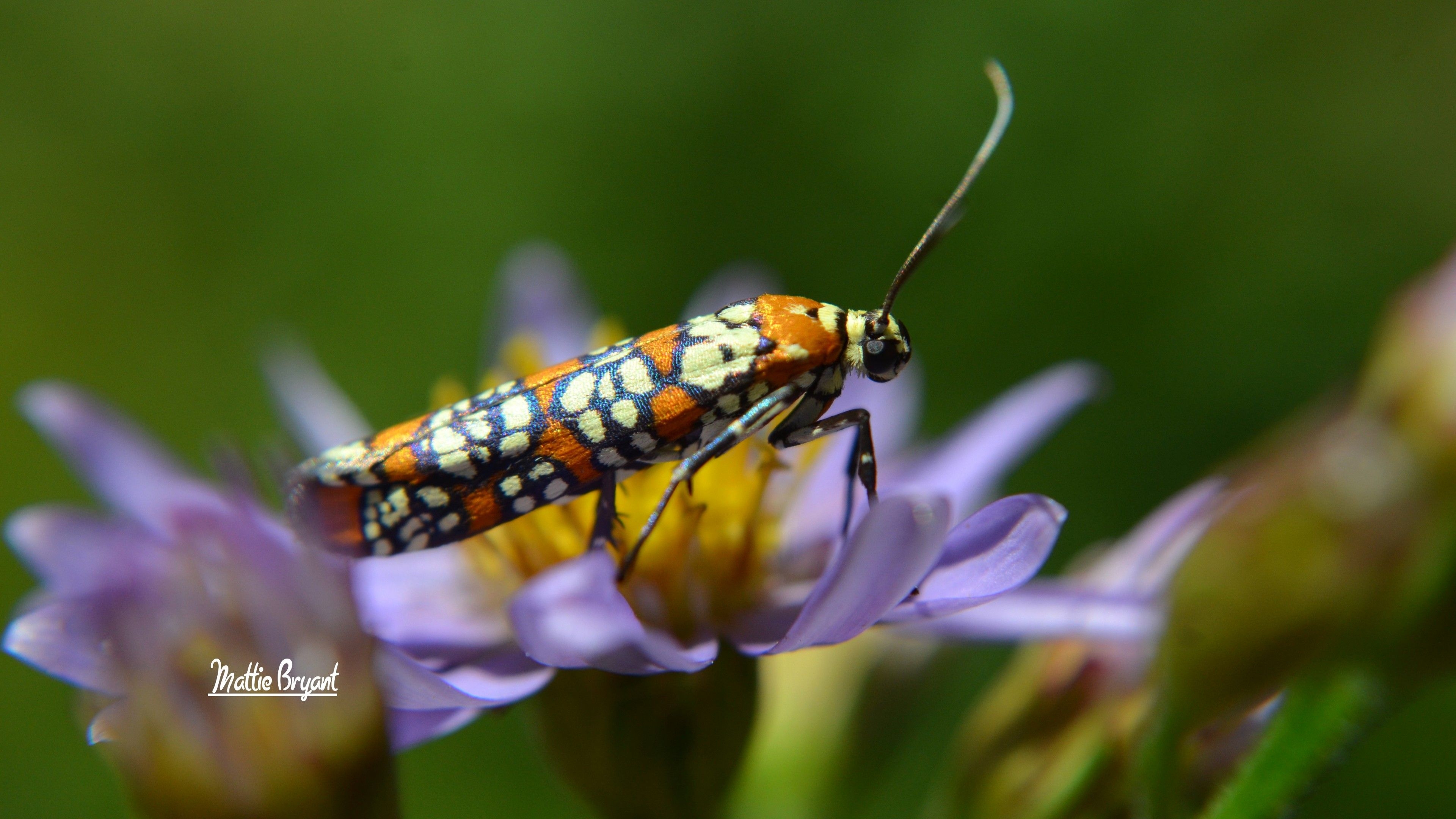 3840x2160 Wallpaper Moth, Butterfly, flower, insects, macro, blossoms, orange, green, Animals, Desktop