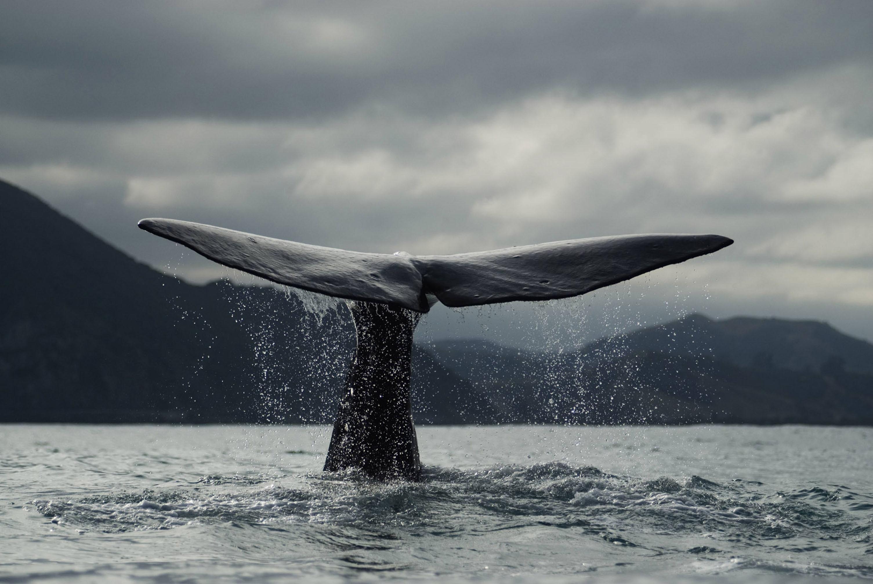 3010x2020 Humpback Whales Free Wallpaper Desktop Whale, HD, Desktop