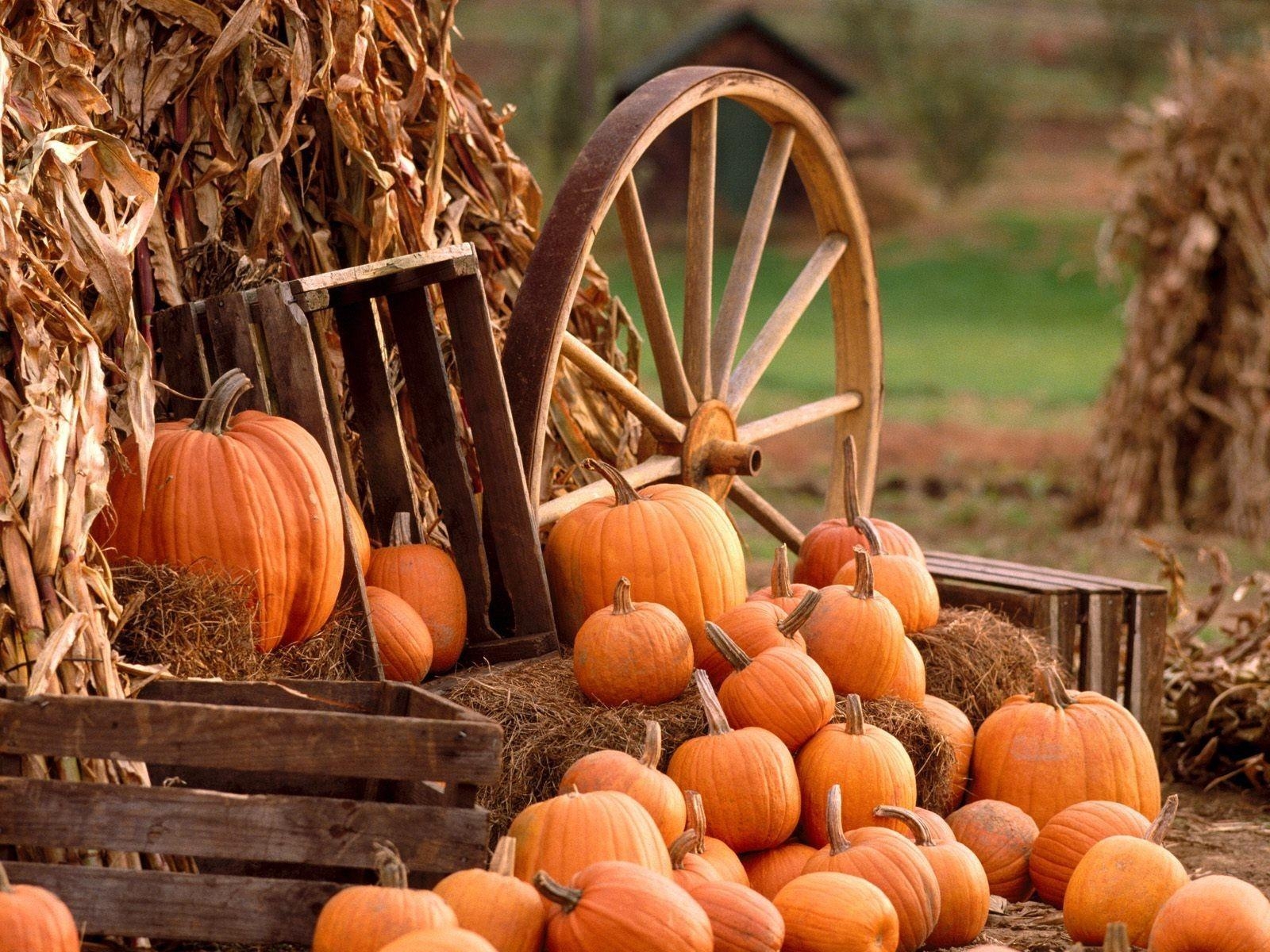 1600x1200 Fall Pumpkin Wallpaper And, Image, Wallpaper, Desktop