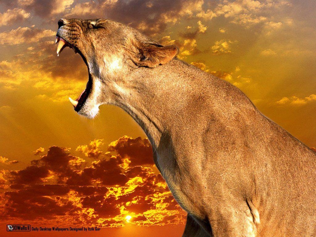 1030x770 Puma Animal 28 Free Wallpaper. Animals, Funny animals, Big cats, Desktop