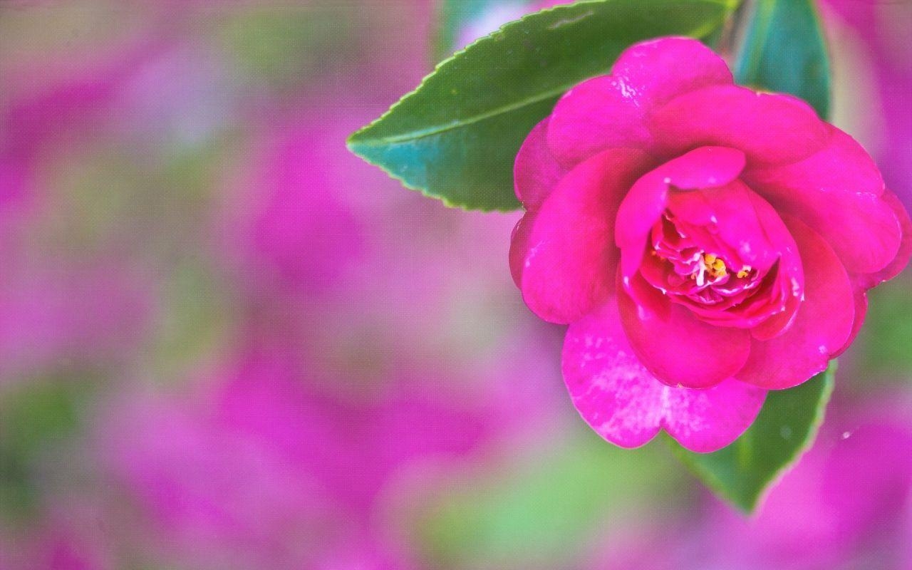 1280x800 Pretty Pink Desktop Background, wallpaper, Pretty Pink Desktop, Desktop