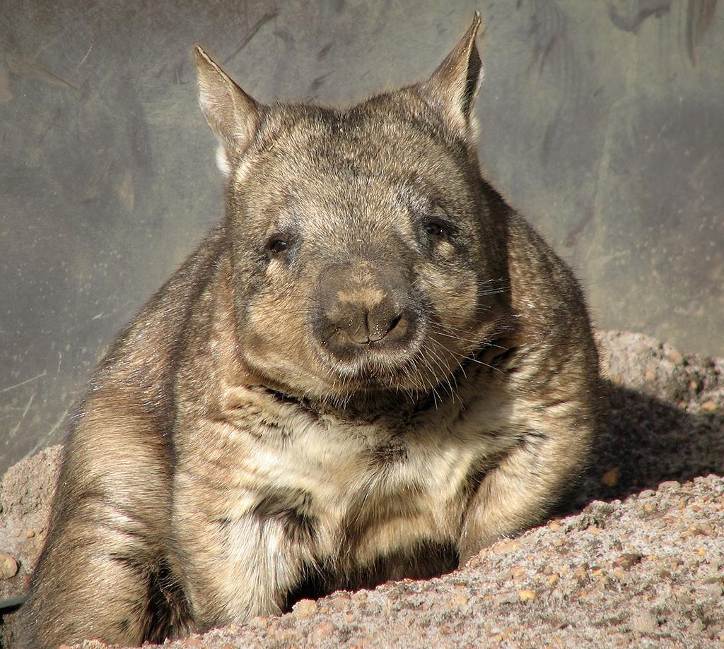 1030x920 Wombats Wallpaper HD FREE for Android, Desktop