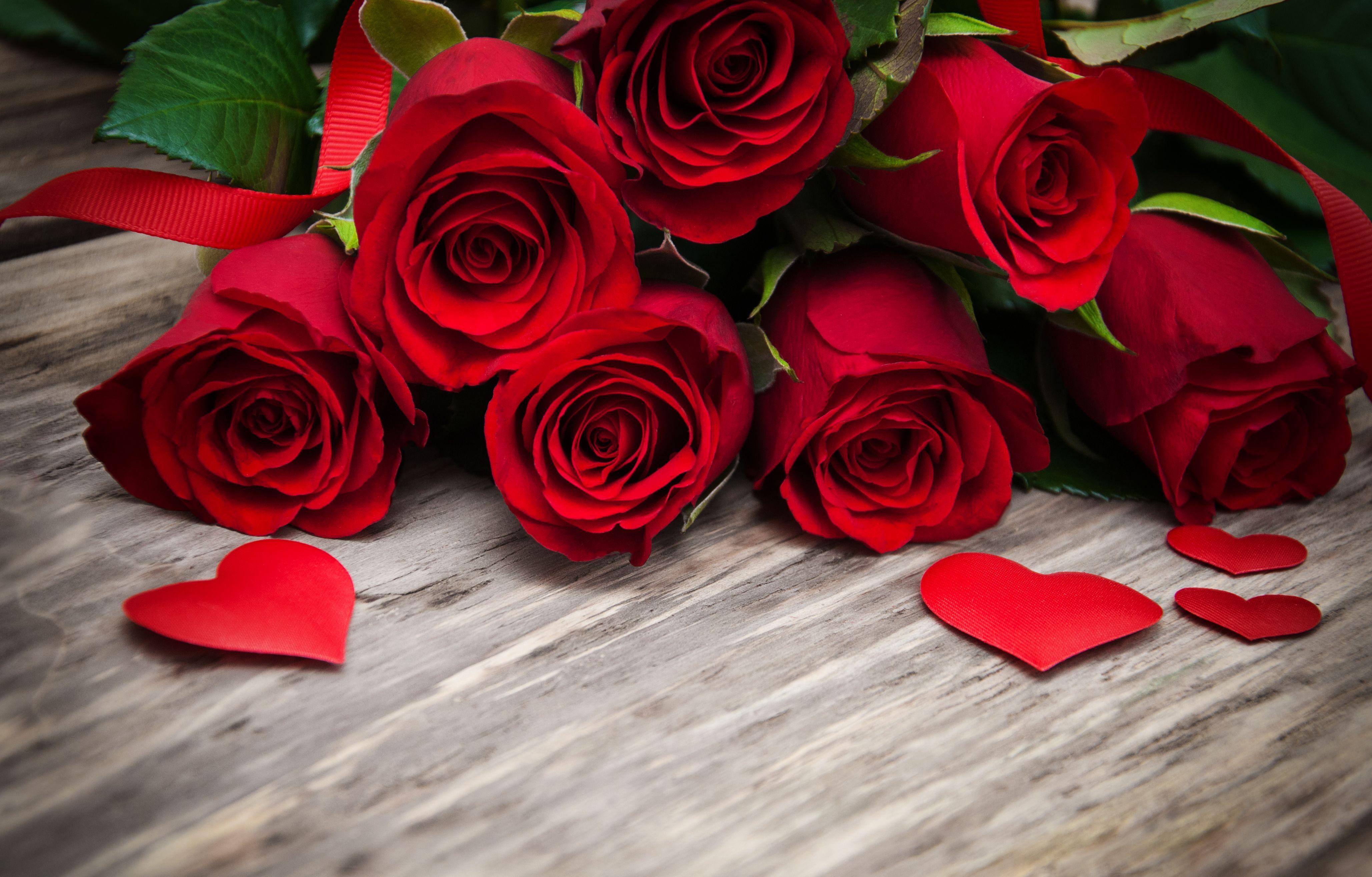 4120x2640 Wallpaper Red roses, Petals, HD, 4K, Flowers, Desktop